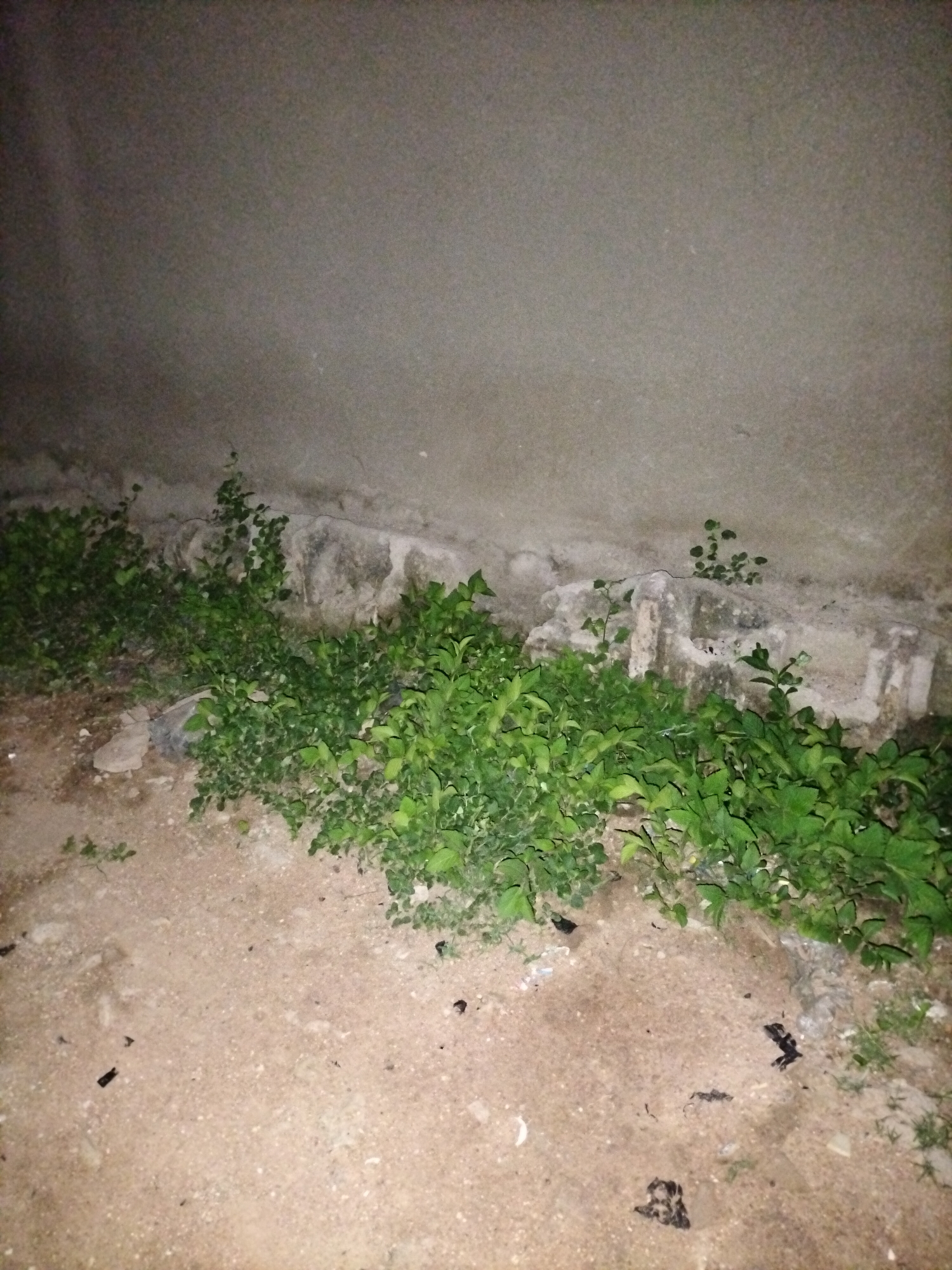 The image shows a concrete wall with some debris at its base, overgrown with green foliage. The ground is sandy with scattered small rocks and what appears to be dark-colored refuse, possibly animal droppings or decaying organic matter. The lighting suggests it is nighttime or a dimly lit area. There are no people or specific Jalingo landmarks visible to pinpoint the exact location within the city.