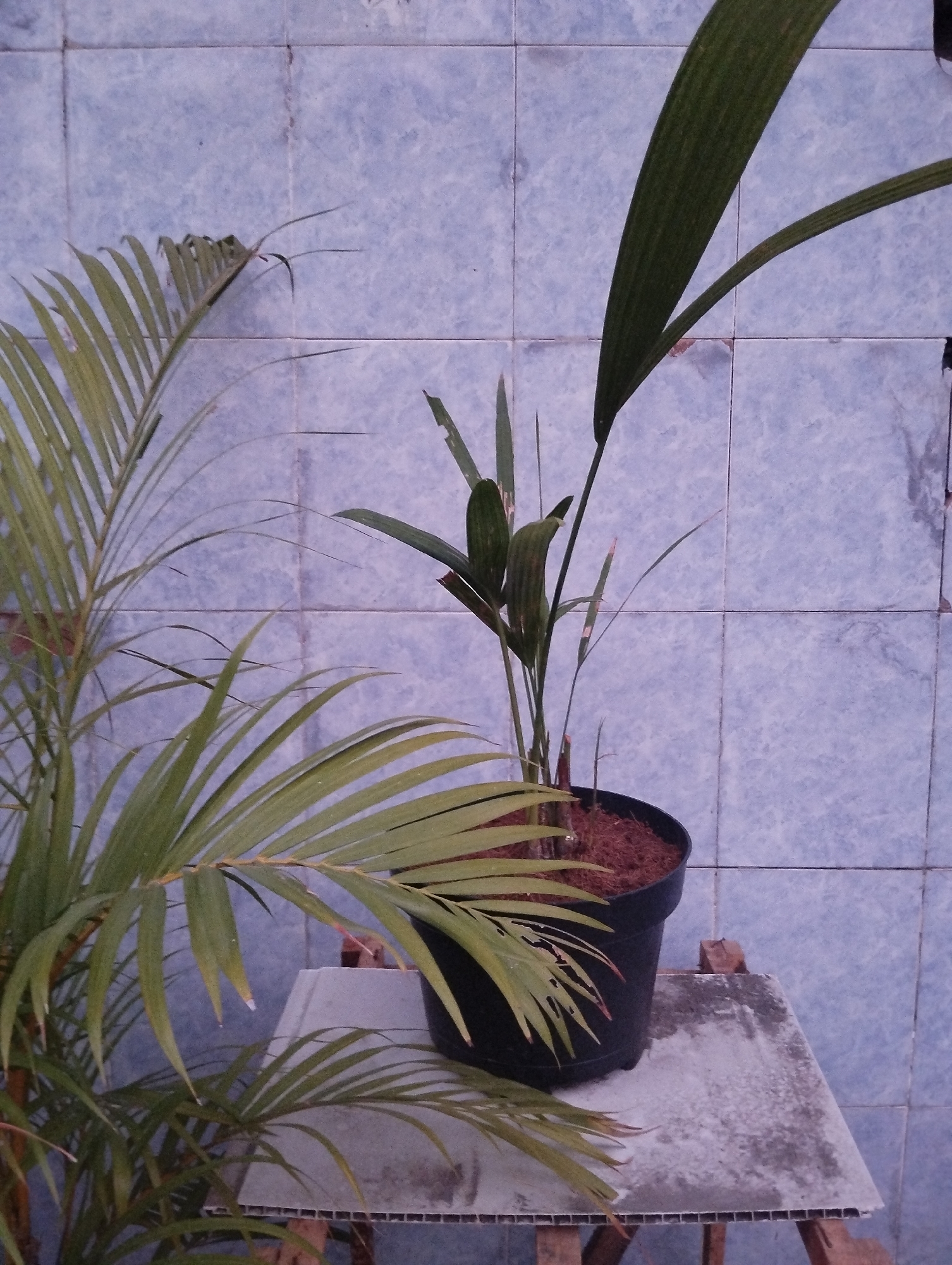 A potted palm plant is on a raised surface in front of a blue tiled wall. The plant has multiple fronds, some of which are in focus and others are blurred. The pot is black and filled with dark soil. The raised surface appears to be made of a flat, gray material supported by wooden legs. The background wall is made of rectangular blue tiles with visible grout lines. The lighting suggests it may be daytime, but overcast. There are no people or animals visible in the image. The scene is likely outdoors, given the tiled wall which could be an exterior wall or a patio feature. The location is identified as Kepuh Kiriman, Indonesia.