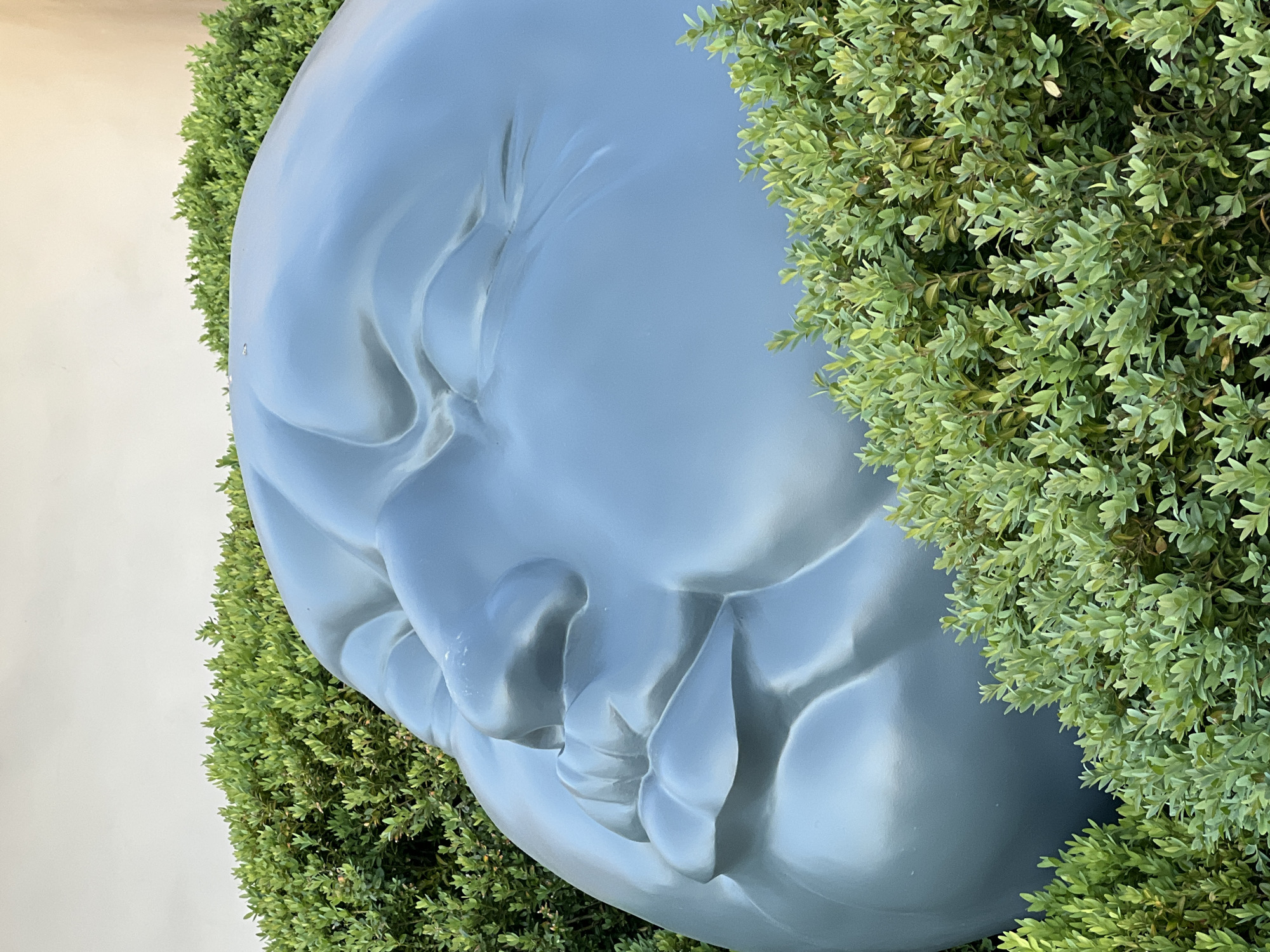 The image features a large, light blue-grey, sculpted head resting amongst dense green shrubbery. The sculpture depicts a face in repose, eyes closed, and a slight smile. The face is highly detailed, with prominent facial features. The green shrubbery frames the head on multiple sides. The background consists of a pale beige or off-white wall on the left side. The sculpture is a distinctive feature of Krasnodar, Russia.