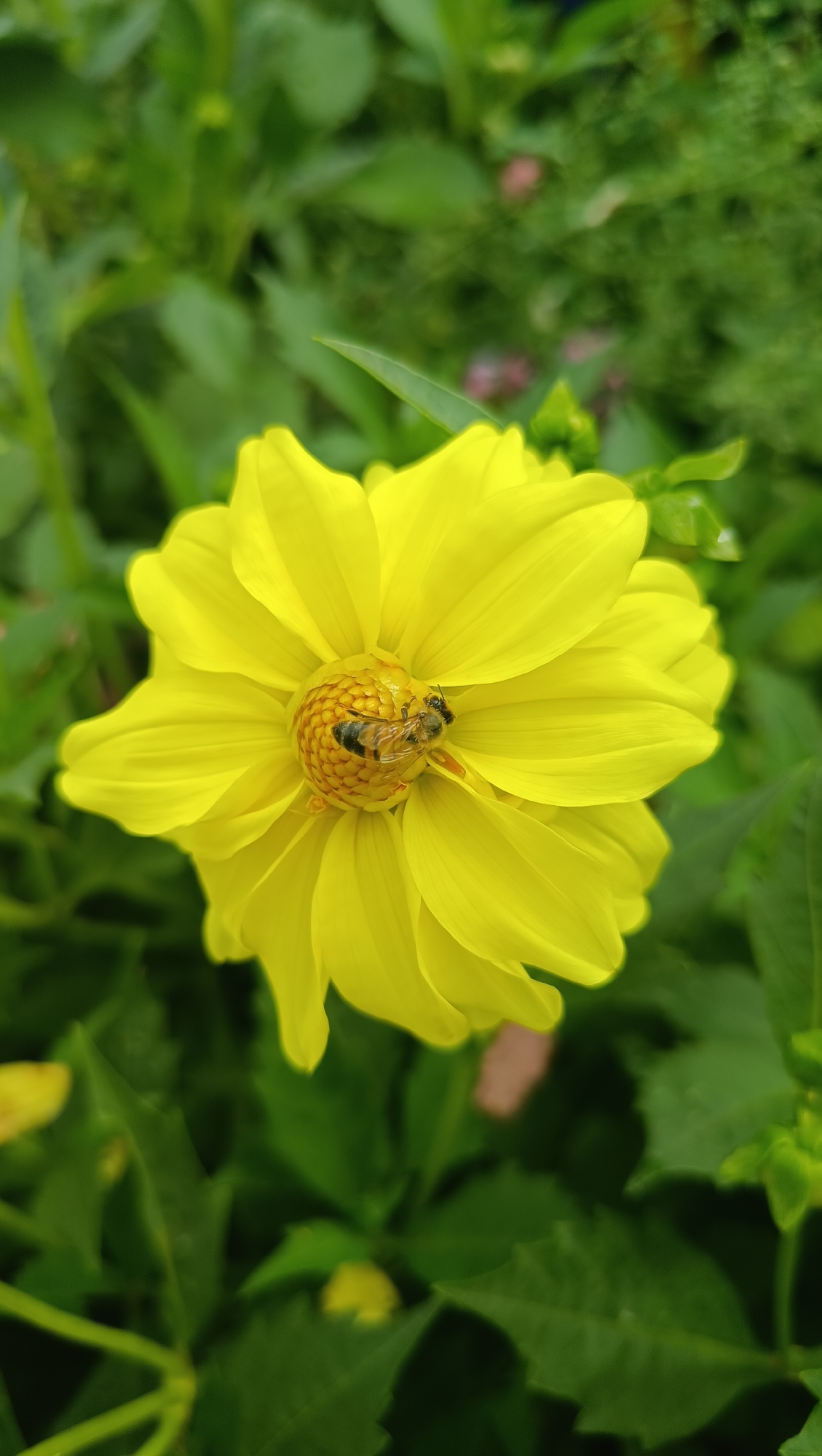 A close-up, vertical shot shows a bright yellow flower in focus, with its petals unfurling around a central, textured disk. A bee, with black and yellow stripes, is perched on the disk, its body angled towards the flower's center. The bee appears to be collecting pollen. The background is a soft blur of green foliage, suggesting an outdoor setting, possibly a garden or park. The lighting is natural and diffused, highlighting the vibrant yellow of the flower and the details of the bee. There is no discernible information about the city of Karsha, Russia, in this image.