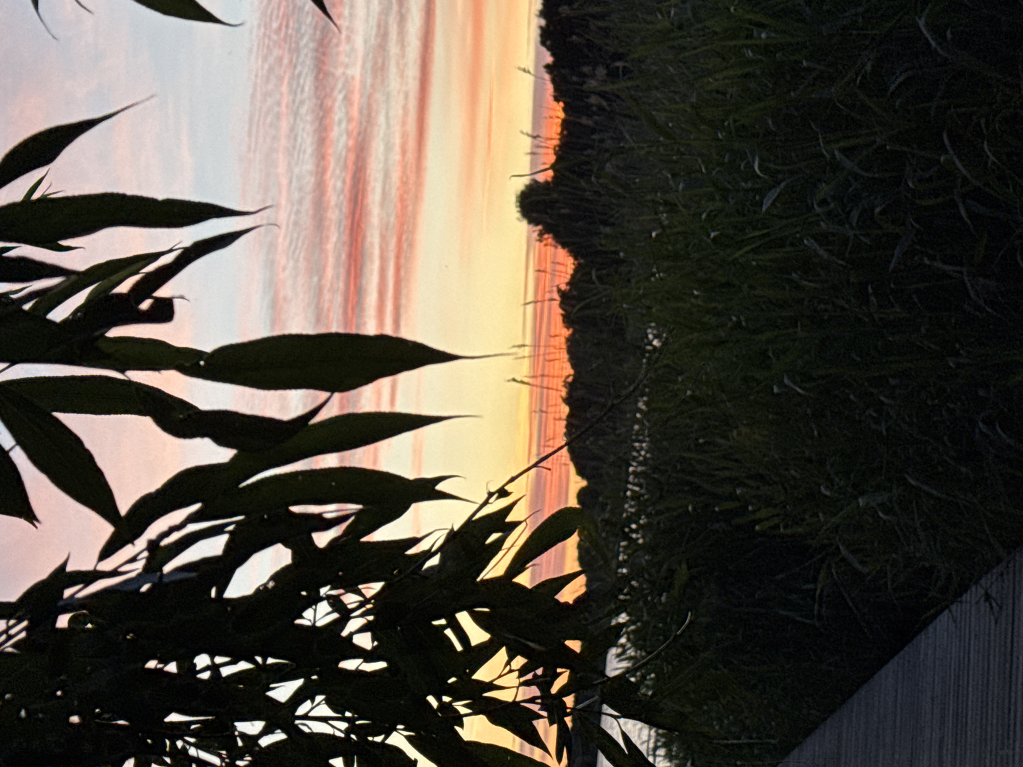 A silhouetted tree canopy is in the foreground against a sunset sky. The sky is a gradient of colors, from yellow and orange near the horizon to pink and pale blue higher up. Thin, wispy clouds streak across the sky, colored by the sunset. Below the sky, a dark line of trees and vegetation forms a horizon. In the lower portion of the image, dark green grasses and reeds are visible, with a hint of water on the left. A portion of a wooden boardwalk is visible in the bottom left corner of the image. The scene depicts a natural environment at dusk, likely a park or waterfront area within Tallinn, Estonia. There are no people or animals present in the image.