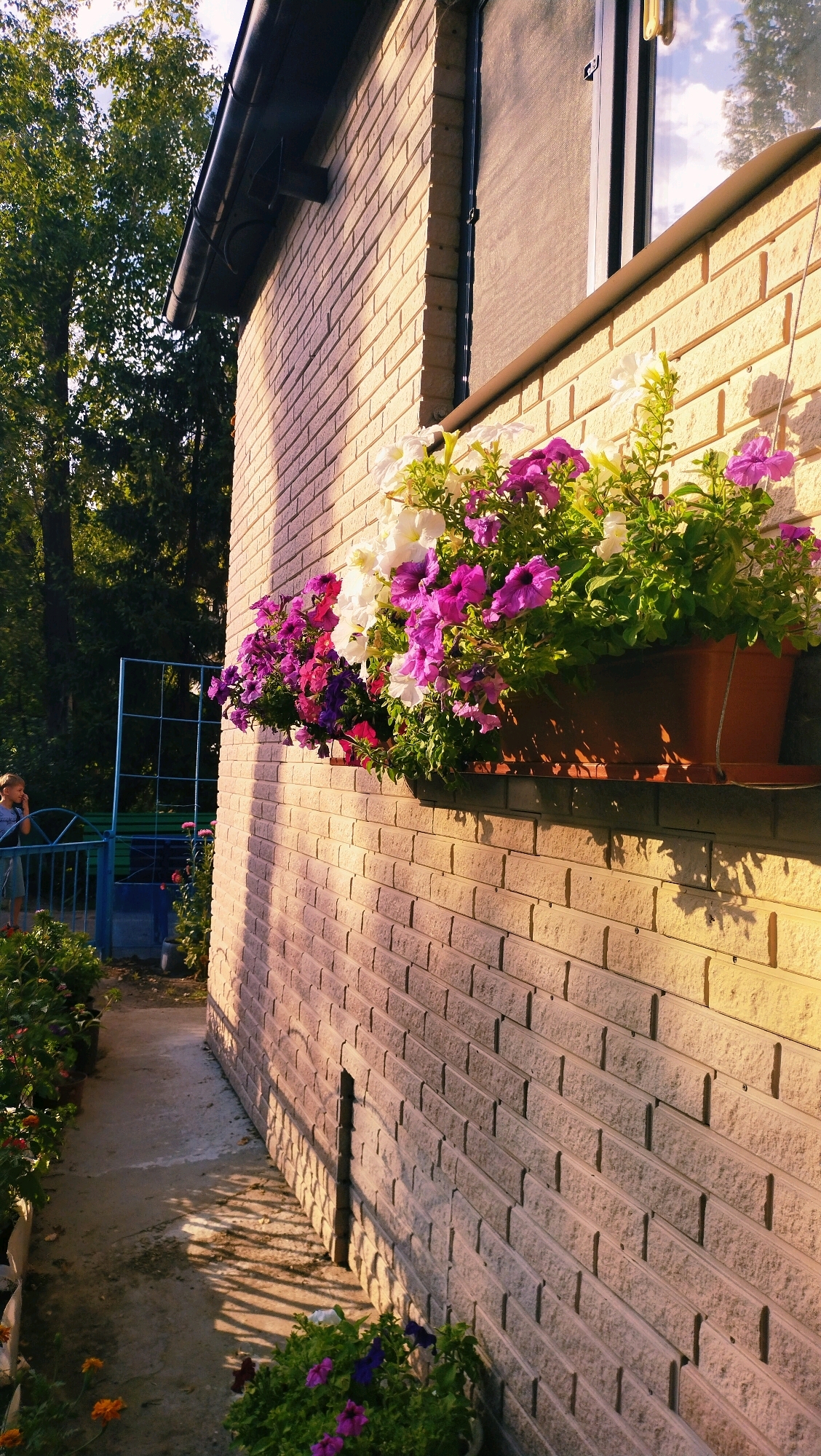 The image depicts a brick wall of a building with a window above a planter box filled with flowering plants. The planter box, containing a mix of white and purple petunias, is mounted on the wall. Sunlight casts shadows from the plants and window onto the brickwork, suggesting it is either morning or late afternoon. In the background, a fence and trees are visible, with a young person standing near the fence. The overall scene appears to be a residential or commercial exterior in Horishni Plavni, Ukraine, characterized by natural light and vegetation.