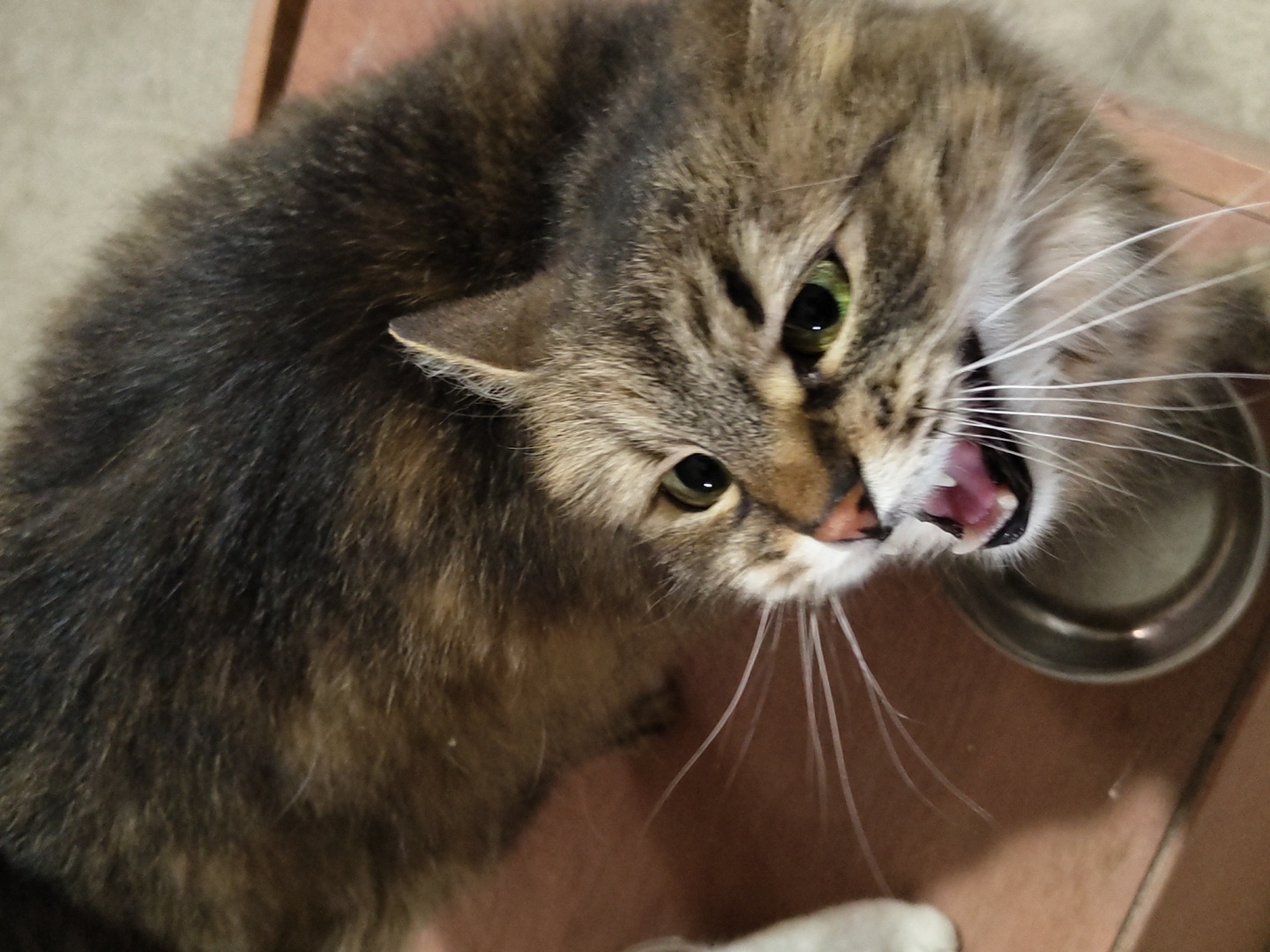 A domestic short-haired cat with tabby markings is shown from a high angle, looking upwards and to the right with its mouth open in a meow. The cat has green eyes, a pink nose, and white whiskers. It is standing next to a metallic food bowl. The background consists of a wooden surface and a small portion of what appears to be a white object on the left. The lighting is dim.
