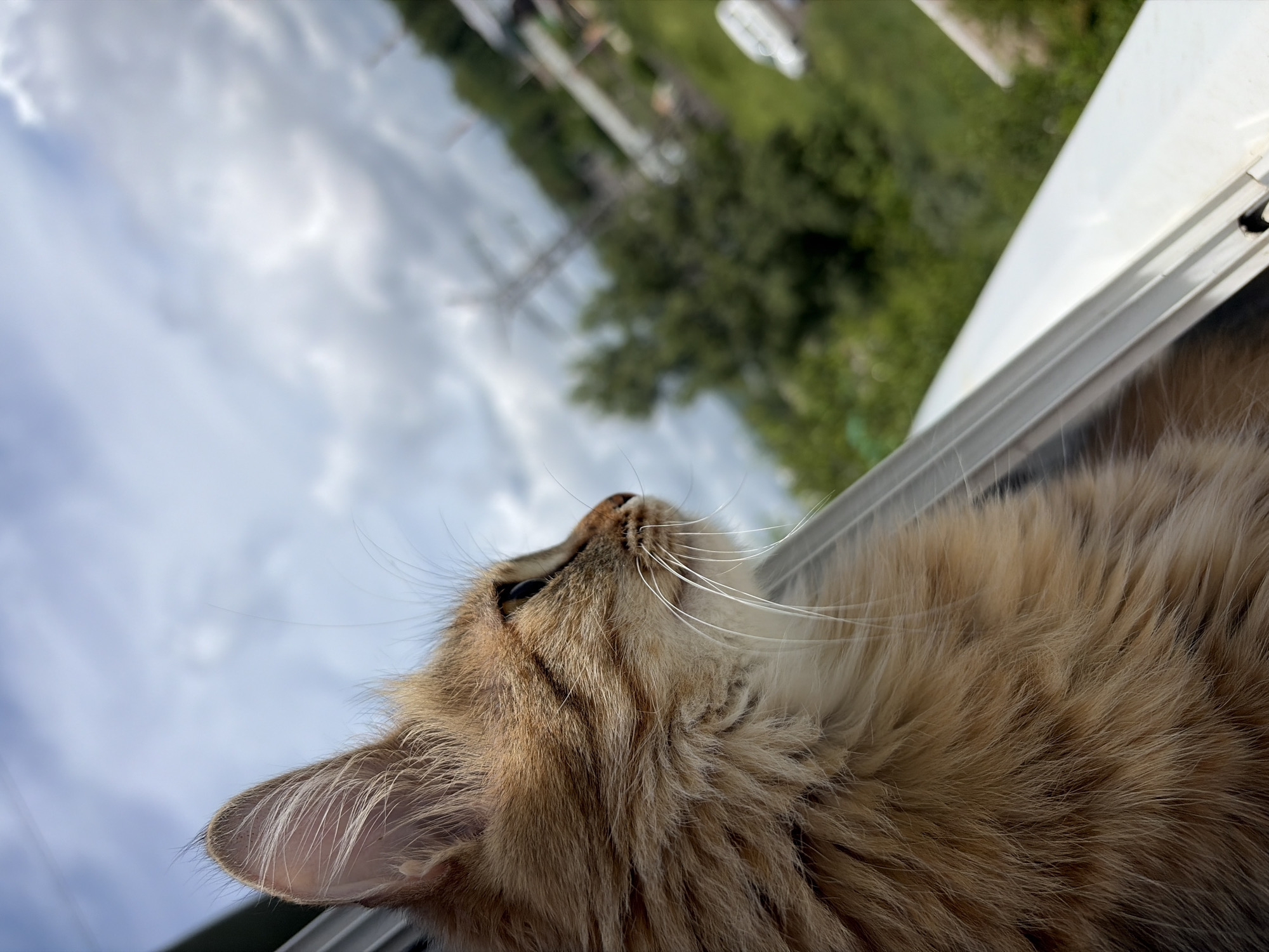A close-up, profile view captures a fluffy, light brown cat with darker tabby markings looking out a window. The cat's fur is detailed, with individual strands visible, especially around its ears and whiskers. The background, seen through the window, is a blurred landscape featuring green trees, a cloudy sky, and distant structures including power lines and a white vehicle. The bottom edge of the window frame is visible in the foreground. The scene appears to be from a residential area.