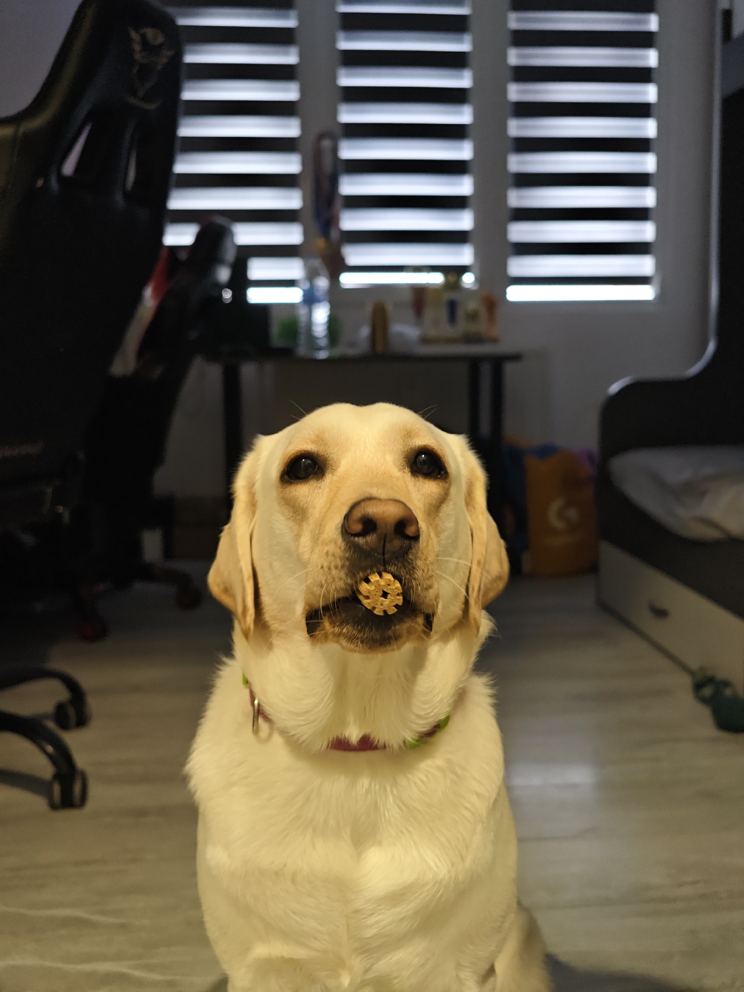A light yellow Labrador retriever dog is sitting, looking directly at the camera, with a small, gear-shaped object held in its mouth. The dog has a green and purple collar. The background is an indoor setting. To the left is a black gaming chair, and in the center background is a dark desk with items including a water bottle. A window with closed horizontal blinds is behind the desk. To the right, a bed with a gray and white base is visible. The floor is a light gray color. The location in Kozloduy, Bulgaria is unknown.
