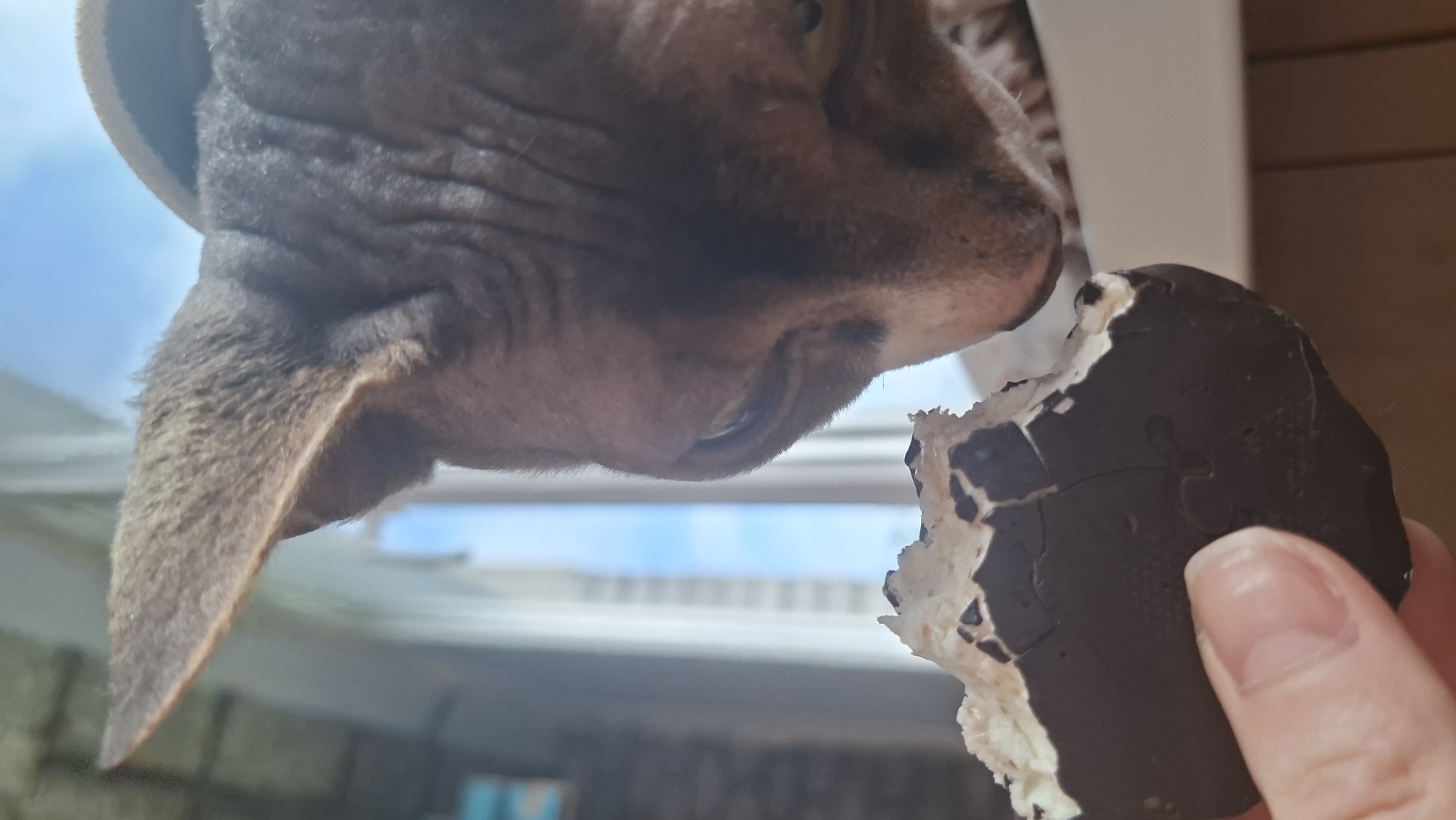A close-up, eye-level indoor photograph captures a hairless or very sparsely-furred cat, identifiable by visible skin folds and large, prominent ears, intently observing a partially consumed chocolate-covered snack. The cat's head, predominantly greyish-brown with fine, short fur visible on its ear, is angled downwards, its nose positioned closely to the snack. One amber-colored eye is clearly visible, focused on the object, with wrinkles apparent around its face.
A human hand, showing a thumb and the base of an index finger, holds the snack. The food item consists of a dark chocolate shell, which is visibly cracked and has a significant bite taken out, revealing a light-colored, soft, possibly marshmallow or creamy filling. The chocolate exterior bears faint textural patterns.
The background features a bright, clear blue sky visible through a tall, narrow window, suggesting an outdoor view during daylight hours. Faint, blurred vertical structures, possibly distant buildings or window frames, are discernible against the sky. A dark, blurred surface is present in the lower left, likely a table or ledge, while a lighter blurred object is to the right of the cat's head.
The image depicts an interaction between the animal and the food item held by the human, conveying curiosity or interest from the cat. The location is Забалоцкі сельскі Савет, Belarus.