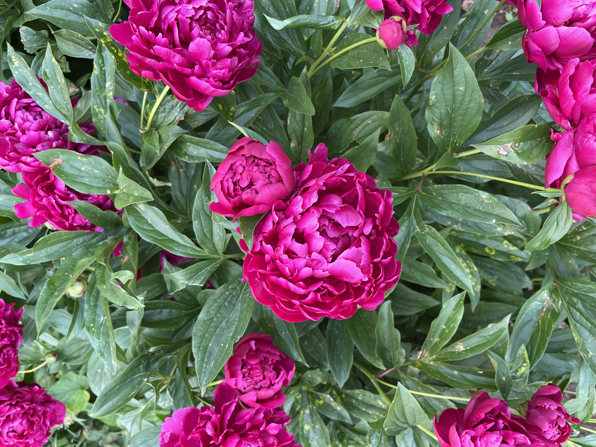 This is a close-up, overhead shot of bright pink peonies blooming amongst lush green foliage. The flowers are the prominent subjects, with multiple fully opened blooms and some buds visible. The petals of the peonies are ruffled and layered, showcasing their intricate beauty. The leaves are a deep green, with some showing signs of slight discoloration or damage, appearing as small brown spots or lighter patches. The overall impression is one of abundance and vibrant floral display. The scene suggests a garden or natural setting where peonies are in season. There is no visible text in the image. The lighting appears natural, possibly indicating daytime, and the focus is sharp on the flowers and leaves. Given the location context of Izhevsk, Russia, this image likely captures a scene during late spring or early summer when peonies typically bloom in that region.