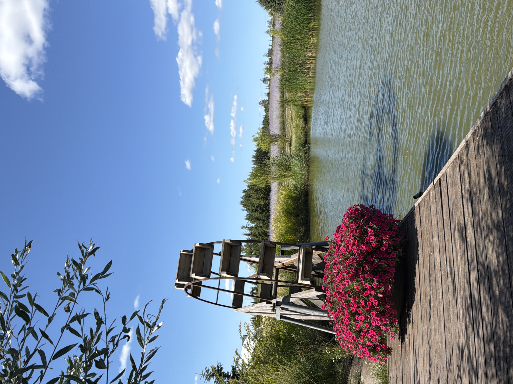 The image depicts a serene outdoor scene, likely in a park or garden setting. In the foreground, a wooden dock extends into a calm body of water, its surface rippled by a gentle breeze. A large planter filled with vibrant pink flowers sits on the dock, adding a splash of color to the wooden planks. To the left, a weathered wooden water wheel stands tall, its rustic structure contrasting with the lush greenery surrounding it. Beyond the water, a field of light purple flowers stretches towards a line of trees under a bright blue sky dotted with fluffy white clouds. The scene evokes a sense of tranquility and natural beauty. The specific location in Severynivka, Ukraine, is suggested by the context.