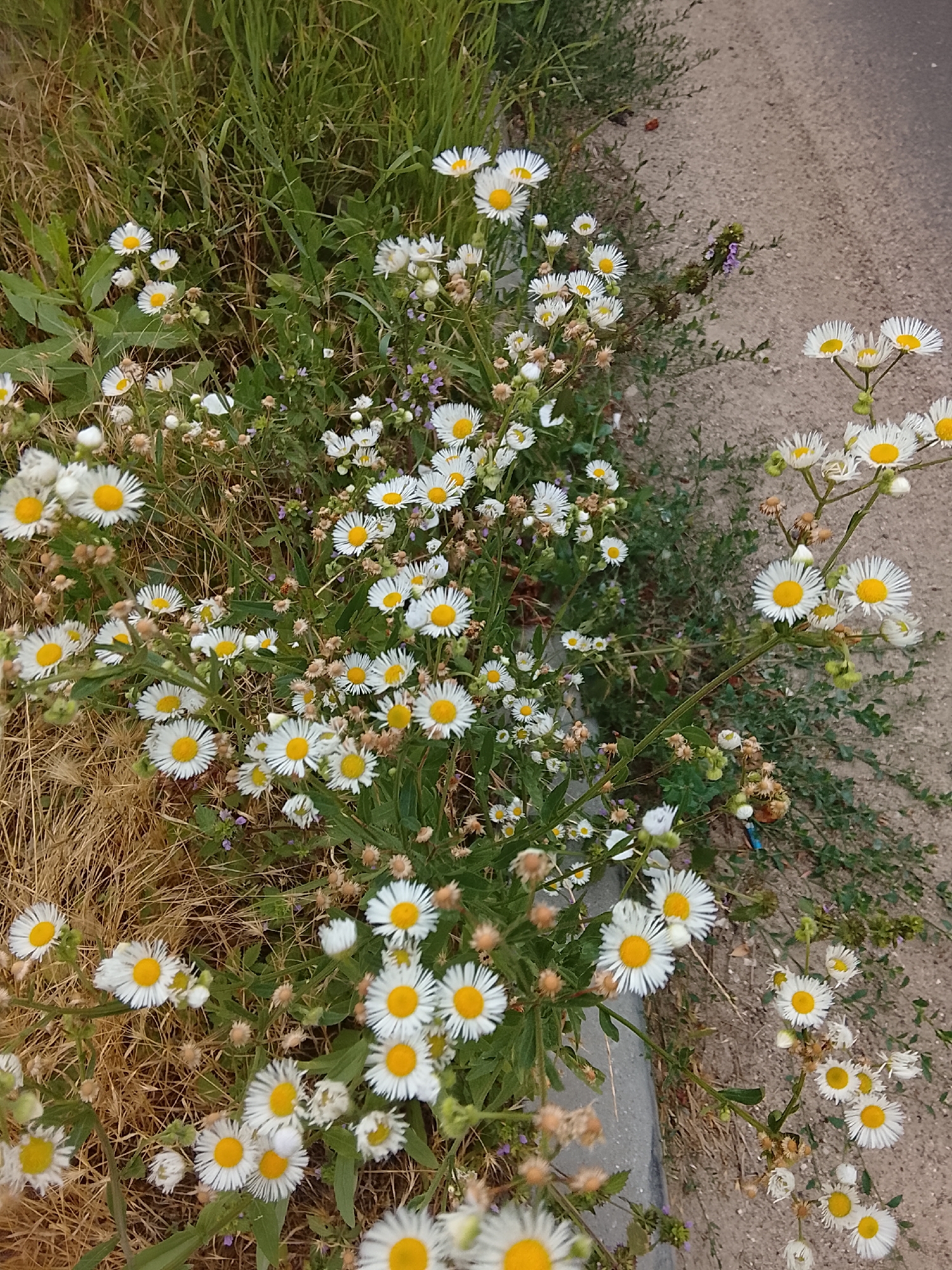 A close-up, vertical, eye-level shot captures a cluster of white and yellow daisy-like flowers growing along the edge of a paved surface, likely a sidewalk or road in Codru, Moldova. The flowers, characterized by their numerous white ray florets and yellow disc florets, are in various stages of bloom and decay, with some petals appearing wilted or dried. They are interspersed with green grasses and dry, brown vegetation. The paved area, a light brown granular texture, occupies the right side of the frame, suggesting an urban or suburban environment. The lighting appears to be natural daylight, casting soft shadows. No people or animals are visible in the image.