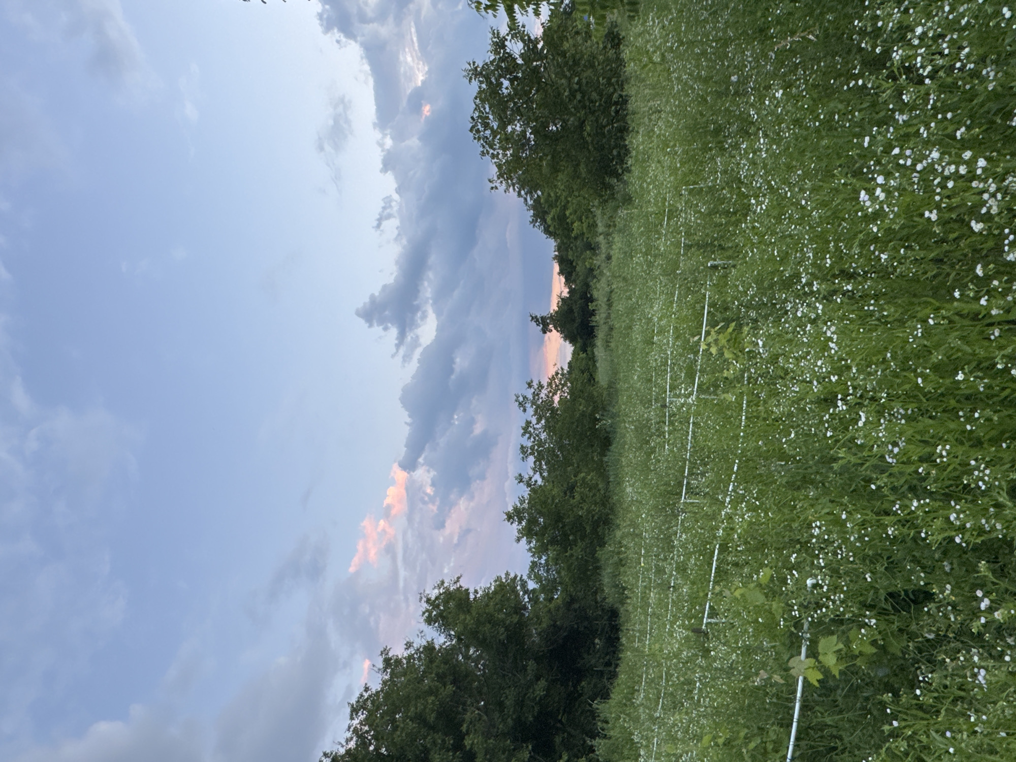 The image depicts a wide, grassy field dotted with small white flowers. In the middle ground, a low, white fence runs horizontally across the scene. Beyond the field, a dense line of trees forms a natural border, with more trees visible in the distance. The sky above is a pale blue, with scattered clouds tinged with pink and gray, suggesting it is either early morning or late evening. There are no people or animals visible in the image. The scene appears to be located in a rural or semi-rural area.
