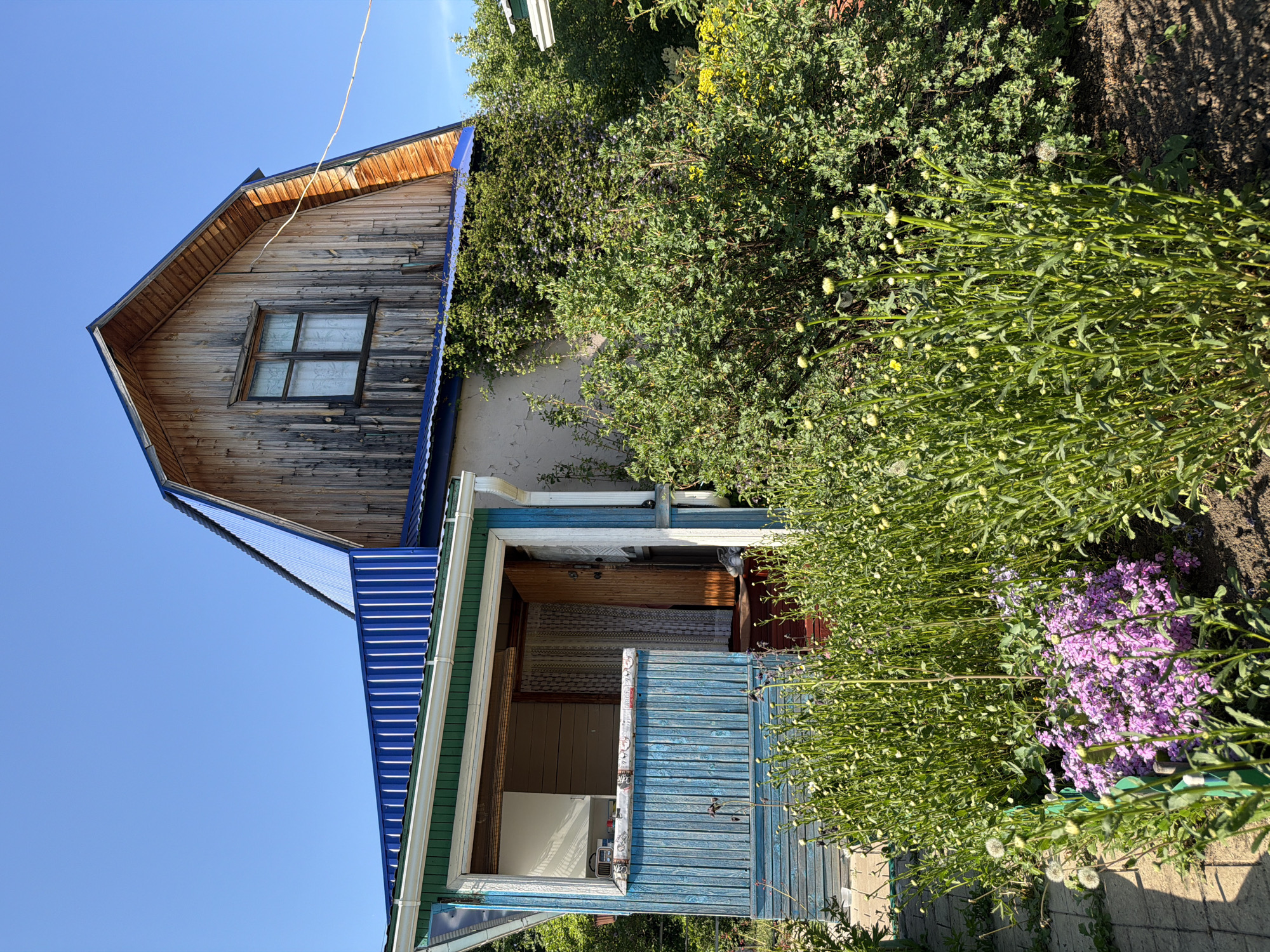 The image depicts a weathered wooden house in Unknown, Unknown, set against a clear blue sky. The house has a two-story structure with a gable roof, the upper part covered in weathered wooden planks with a single window visible. The lower part has a blue corrugated metal roof and a porch with faded blue painted wooden siding. The house is partially obscured by lush green vegetation, including bushes and flowering plants with purple blossoms. The overall scene appears rural or suburban, with the house showing signs of age and surrounded by natural elements.