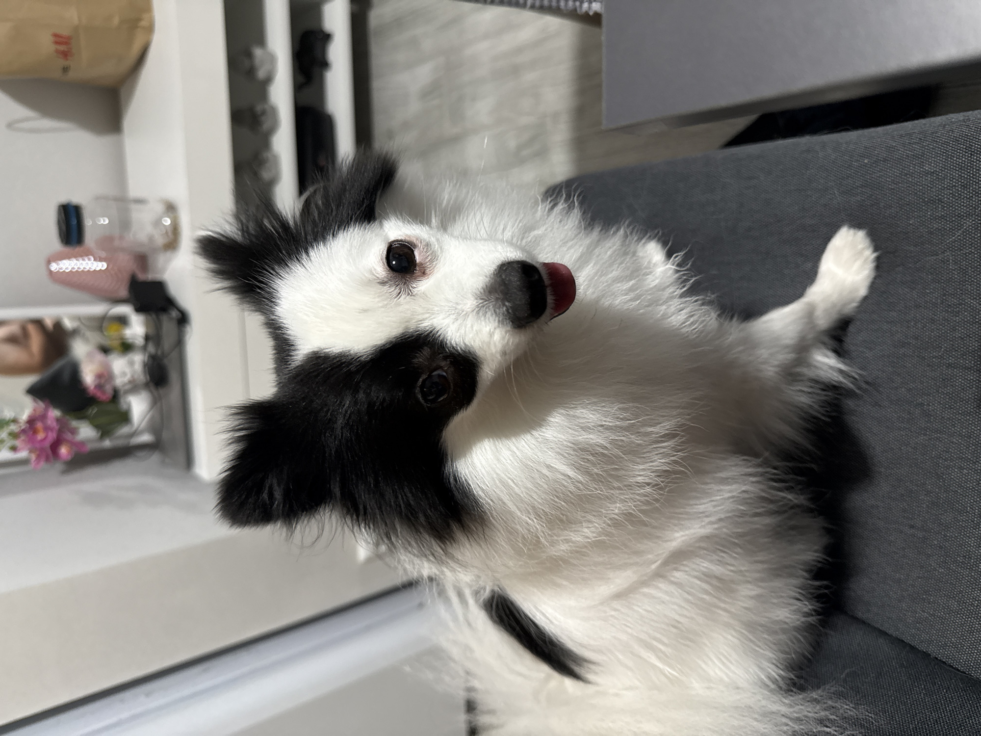 A black and white Pomeranian dog is sitting on a dark grey upholstered surface. The dog is looking directly at the camera with its tongue slightly out. The background shows a shelf unit with various items, including decorative flowers, a glass jar, and what appears to be a paper bag with text. The scene suggests an indoor domestic environment. The location is not specified as Stara Zagora, Bulgaria.