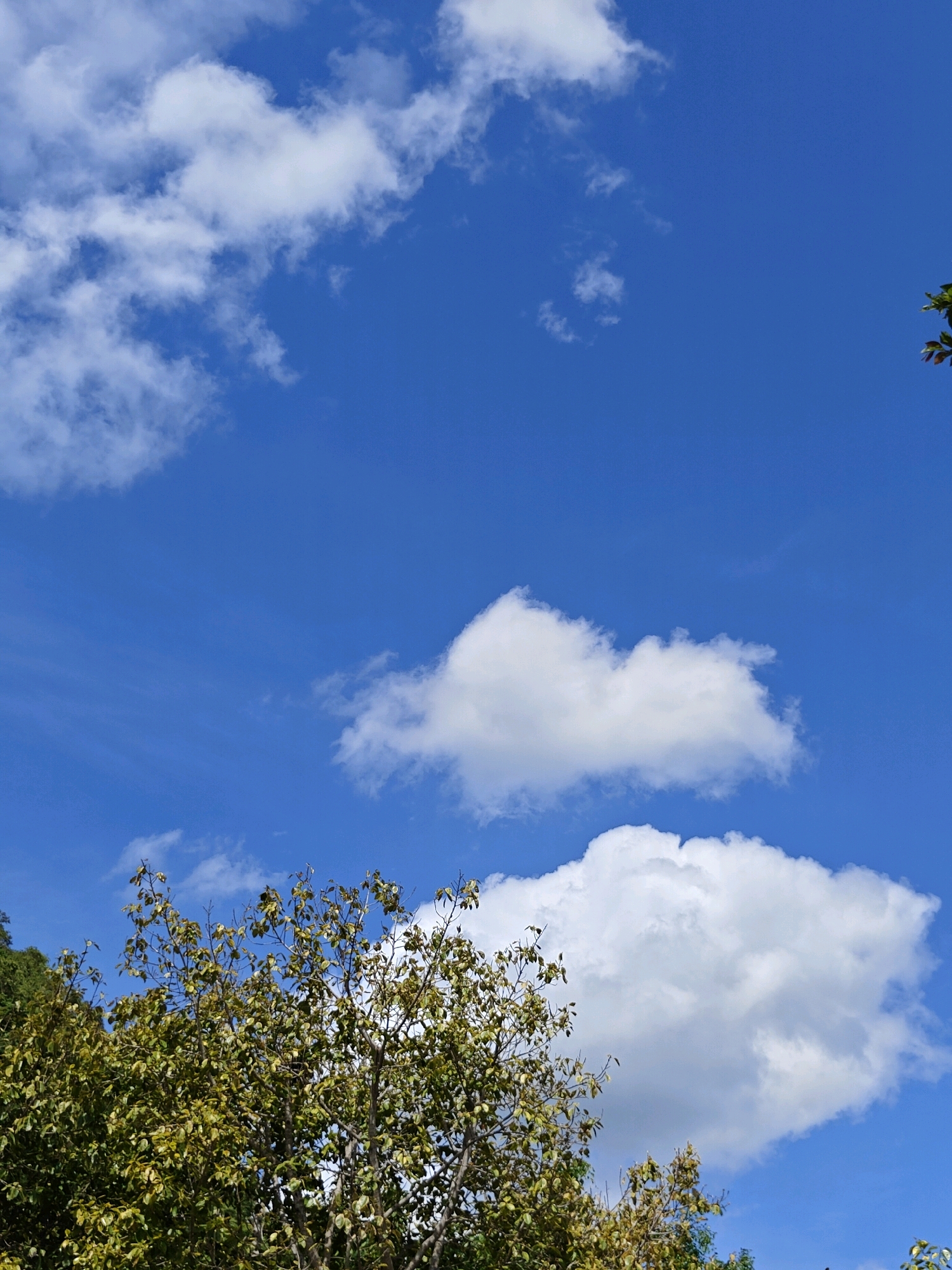 A vertical, eye-level shot captures a vibrant blue sky with scattered white clouds. In the foreground, the upper branches of a dense tree with yellowish-green leaves fill the bottom half of the frame. The branches are laden with foliage, some leaves appearing dry or in the process of changing color. The tree extends from the left to the right edge of the image, with a hint of darker green foliage from another tree on the far left. The sky is a dominant element, with streaks of thin clouds and larger, puffier cumulus clouds dispersed across the expanse. The image appears to be taken outdoors on a clear day, possibly in a natural or park-like setting within Mu Si, Thailand. No people are visible in the frame.