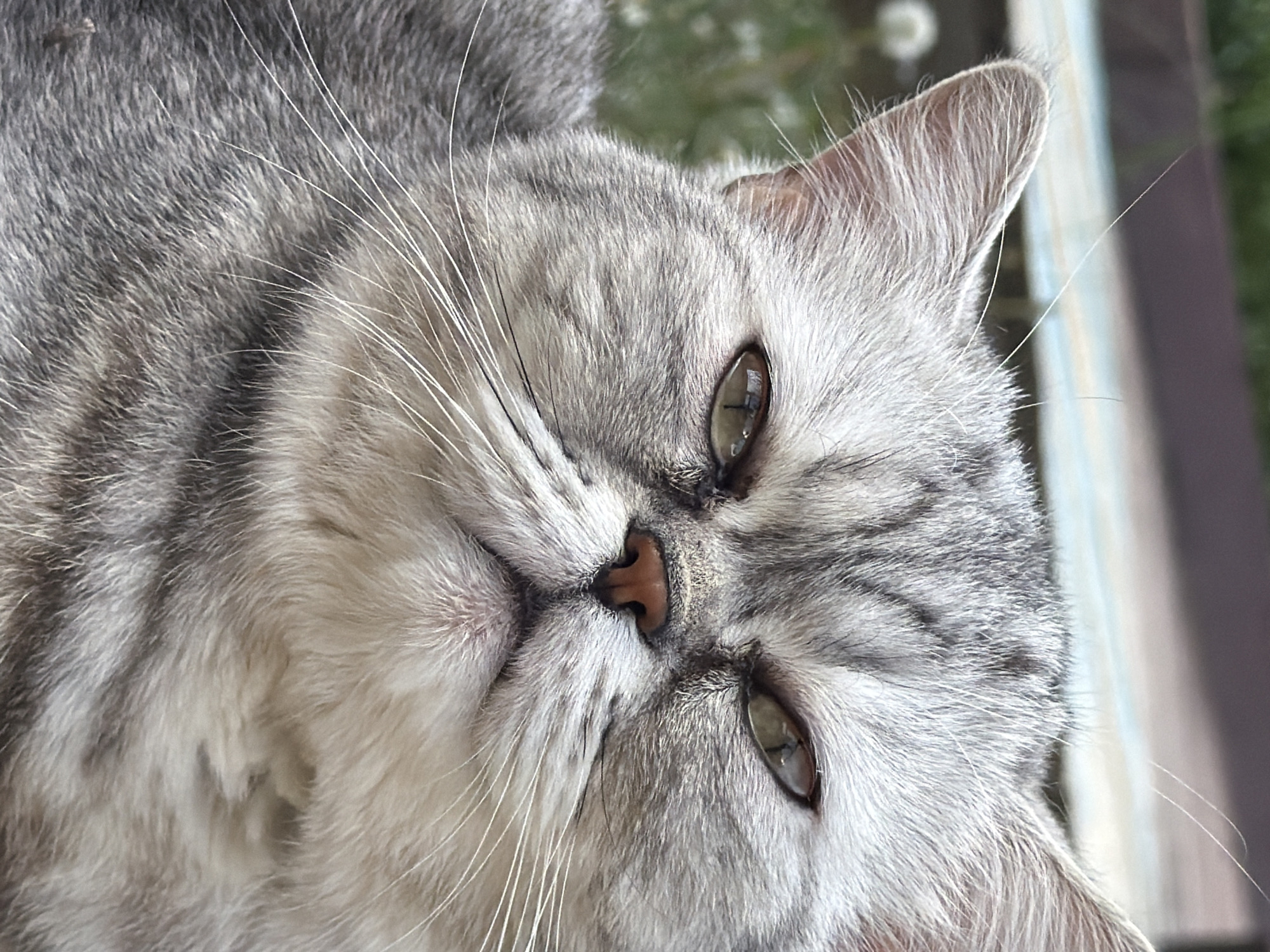 The image shows a close-up of a gray tabby cat's face. The cat has white whiskers, a pink nose, and green eyes. The fur appears soft and plush. The cat is lying down, its face angled toward the viewer. The background is blurred and out of focus, but there are hints of greenery and what might be a window or railing. I can't confirm whether the cat is in Chaikovsky, Russia.