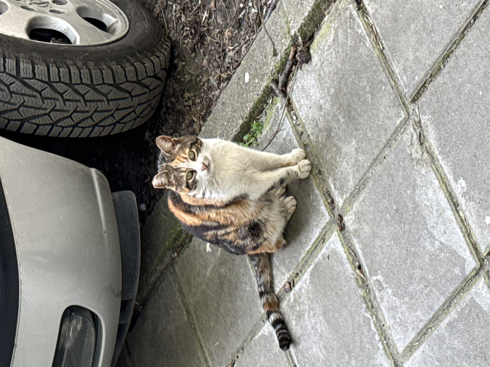 A calico cat sits on gray paving stones near a parked vehicle. The cat is facing the camera with its green eyes visible. The vehicle's tire and part of its body are visible to the left of the cat. Debris is present between the tire and the paving stones. The paving stones are arranged in a grid pattern. This image appears to be located in a residential area in Plovdiv, Bulgaria, near a parked car.