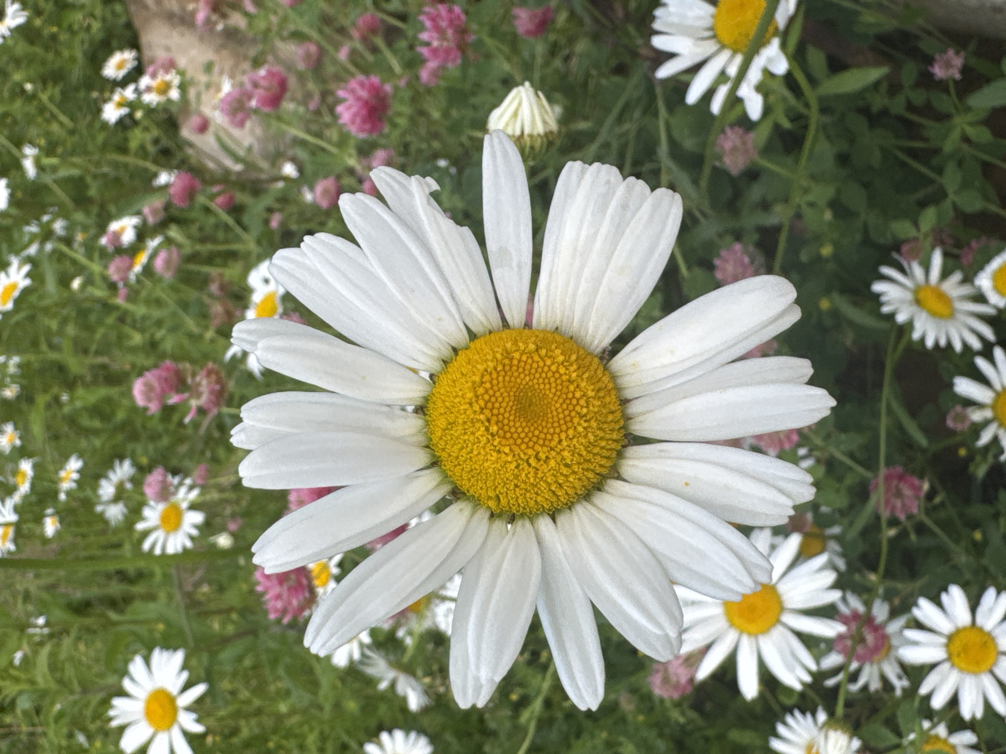 This media file features a close-up, overhead shot of a large daisy with white petals and a yellow center, positioned prominently in the foreground. The daisy is surrounded by a field of smaller daisies and pink clover flowers, creating a vibrant and natural scene. The background consists of lush green foliage, suggesting an outdoor setting, likely a garden or meadow.
The lighting suggests it is daytime, possibly a bright sunny day, given the clarity and detail of the flowers. The overall mood is peaceful and serene, evoking a sense of nature's beauty. There are no people or text visible in the image. The location context of Volokolamsk, Russia, indicates a temperate climate, consistent with the presence of these types of flowers. The image captures a moment of natural splendor, focusing on the intricate details of the daisy and its surrounding flora.