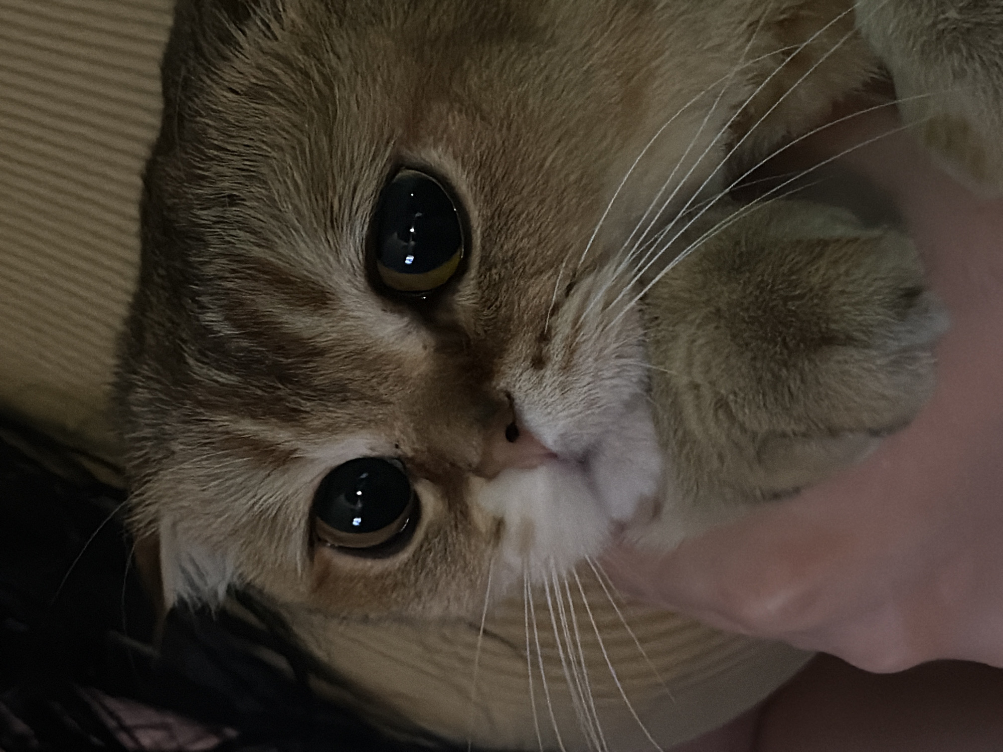 A close-up, head-and-shoulders shot shows a golden-brown Scottish Fold cat looking directly at the camera. The cat has large, round, dark eyes with reflections of lights. Its ears are folded downwards. The cat's fur is a mix of golden, brown, and white markings on its face, with prominent white whiskers. A human hand is partially visible supporting the cat's chin and paw. The background is blurred, appearing to be indoors with a textured surface, possibly a sofa or blanket, in a neutral beige color. The lighting is dim, creating a soft focus effect and emphasizing the cat's expressive eyes. The image does not contain any information about the city of Khimki, Russia.