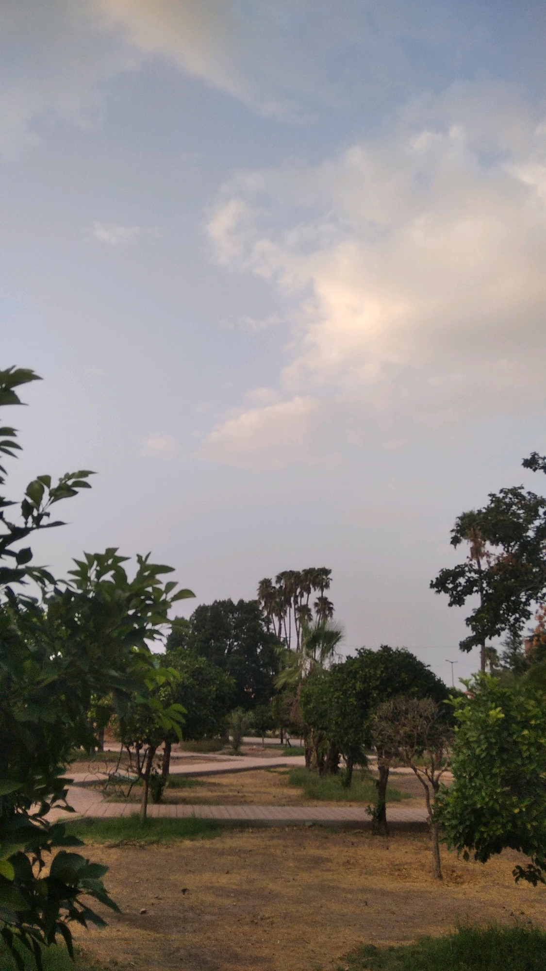 The image depicts a park scene in Marrakesh, Morocco, likely during the late afternoon or early evening, indicated by the soft light and scattered clouds. The sky is a pale blue with streaks of white and some areas tinged with yellow, suggesting the sun is low on the horizon.
In the foreground, lush green foliage from trees partially frames the left side of the image. The park itself features winding paved pathways that create a sense of depth and guide the eye through the landscape. The ground is covered in dry, light brown grass and scattered fallen leaves, consistent with a warm climate.
Several trees are scattered throughout the park, varying in size and species. Prominent in the middle ground are a cluster of tall, slender palm trees, which are characteristic of Marrakesh's flora. Other trees in the park have denser, rounded canopies. In the far distance, some structures or buildings are barely visible through the trees, suggesting the park is situated within or on the edge of the city. No people are clearly visible in the image. The overall atmosphere is peaceful and serene, characteristic of a public park.