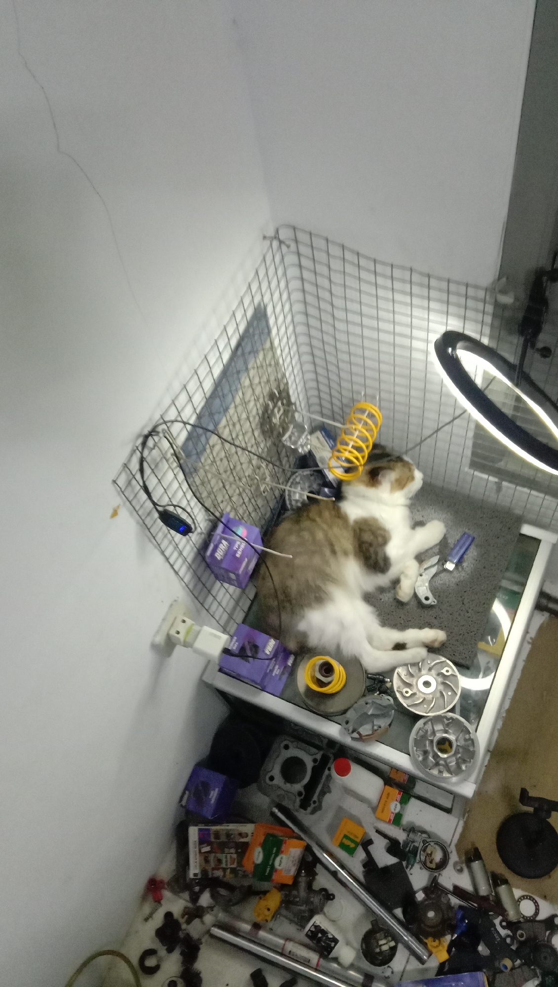 A domestic shorthair cat is sleeping on a gray mat inside a wire cage. The cat has brown and white fur. The cage contains several purple boxes, a yellow spring, and other objects, including a small tool. A ring light is positioned to the right of the cage, illuminating the scene. Outside the cage, on a table, are various motorcycle parts, including engine components, gears, and metal rods, along with other miscellaneous items. The room appears to be a workshop or storage area, with white walls and a tiled floor. The image is taken from a high-angle perspective.