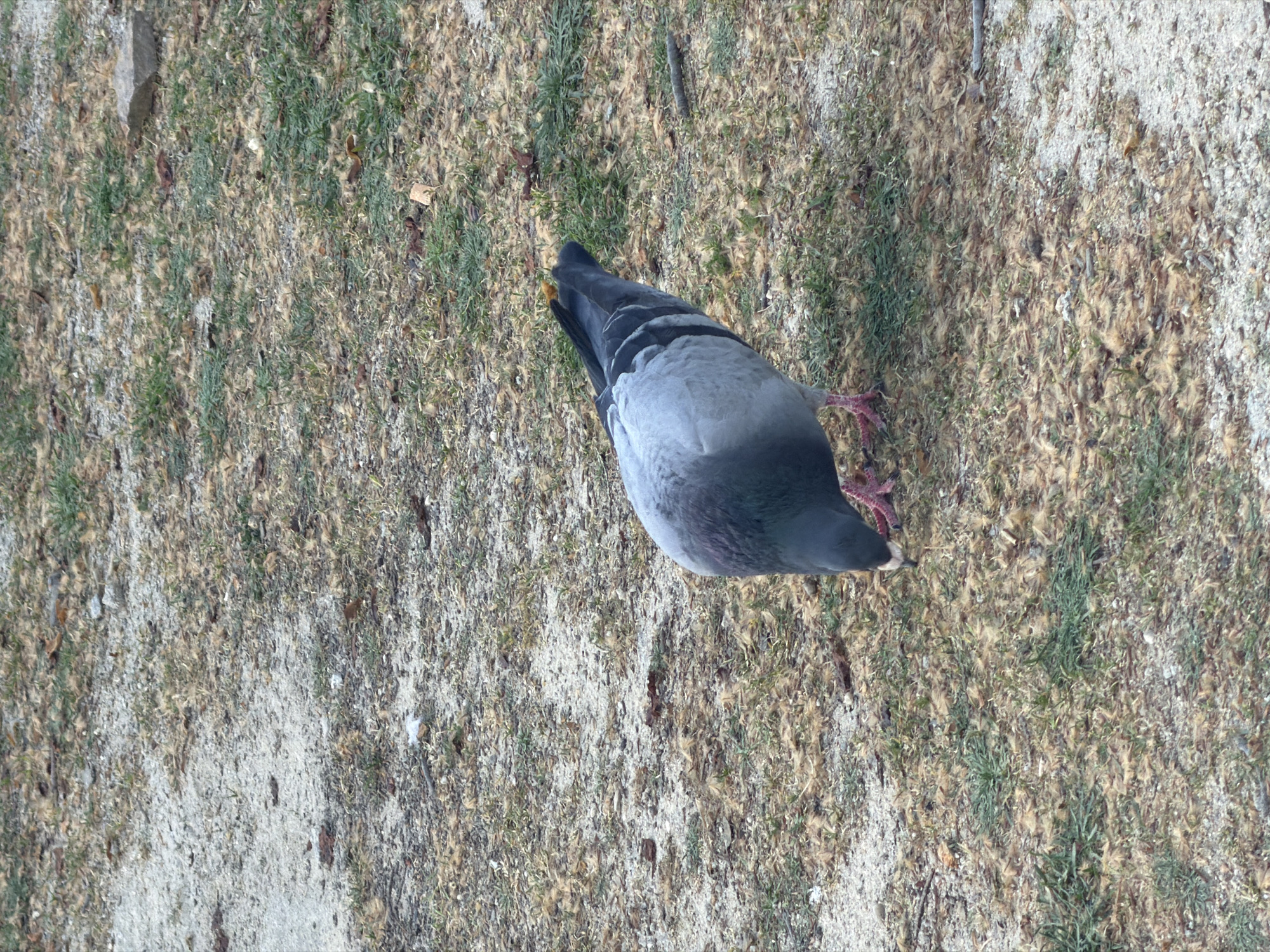 A medium-high-angle close-up shows a pigeon foraging on a patchy ground cover of sand, faded green grasses, and dead plant matter in a city environment. The bird is centered, facing diagonally upwards toward the upper right corner. Its head and upper back are a dark, iridescent blue-gray, fading to a lighter gray on the lower back and wings. A small patch of yellow is visible near the beak. The pigeon’s pink feet are visible, with one partially obscured by the body. The ground texture shows a blend of fine sand, sparse grass clumps, and a significant amount of dead, fluffy plant material. The composition is slightly tilted counter-clockwise. The city in the picture is Porto, Portugal.