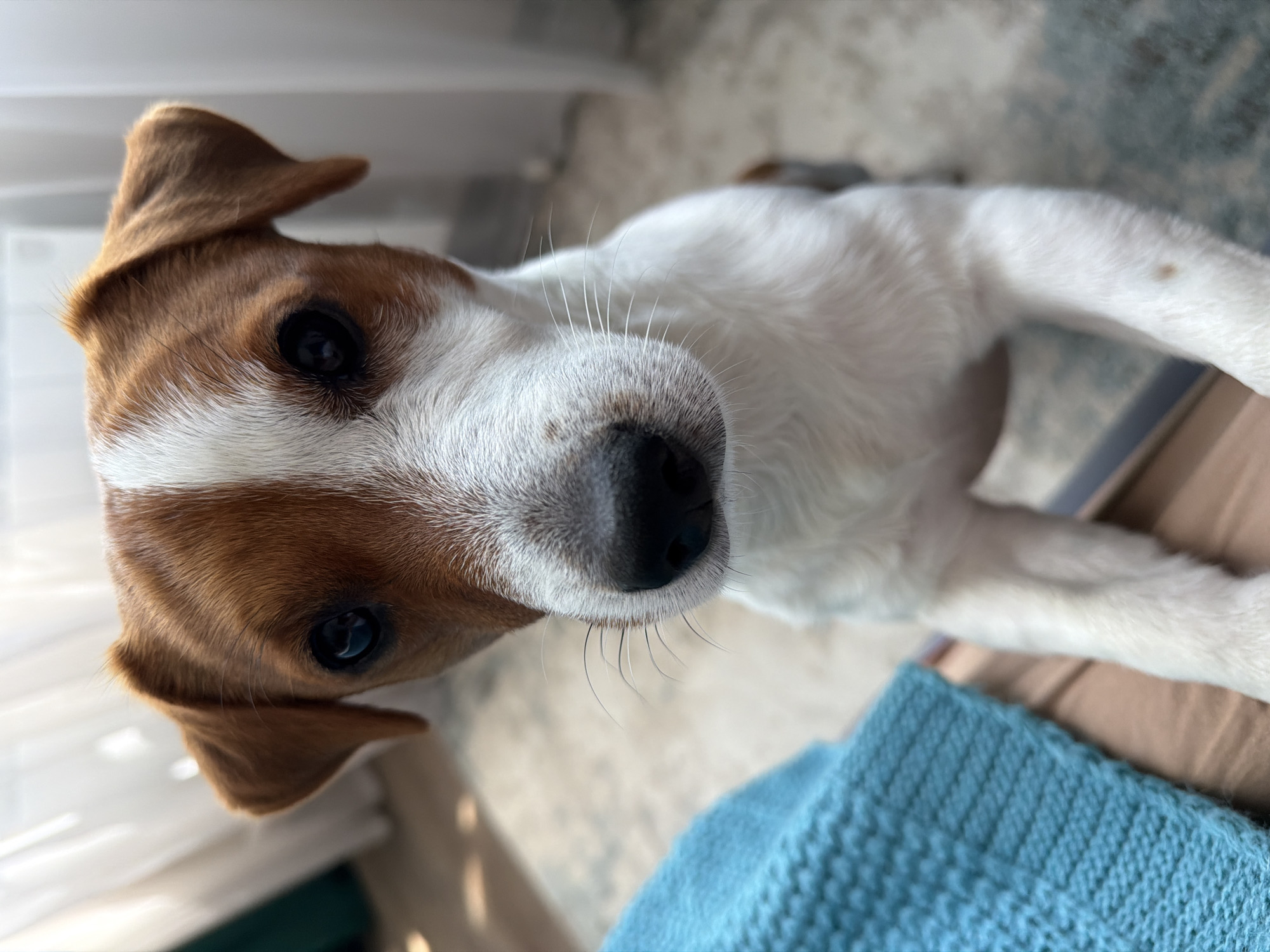 A close-up, eye-level shot shows the head and front paws of a Jack Russell Terrier. The dog is white with tan markings on its head and ears. Its eyes are dark and wide open, looking directly at the camera. The background is softly blurred, with a hint of white curtains and a muted-color rug. A portion of a person's blue knitted sweater is visible on the left side of the frame. The lighting suggests it is daytime, possibly near a window. The scene is indoors, and there is no indication of its specific location in Moscow, Russia.
