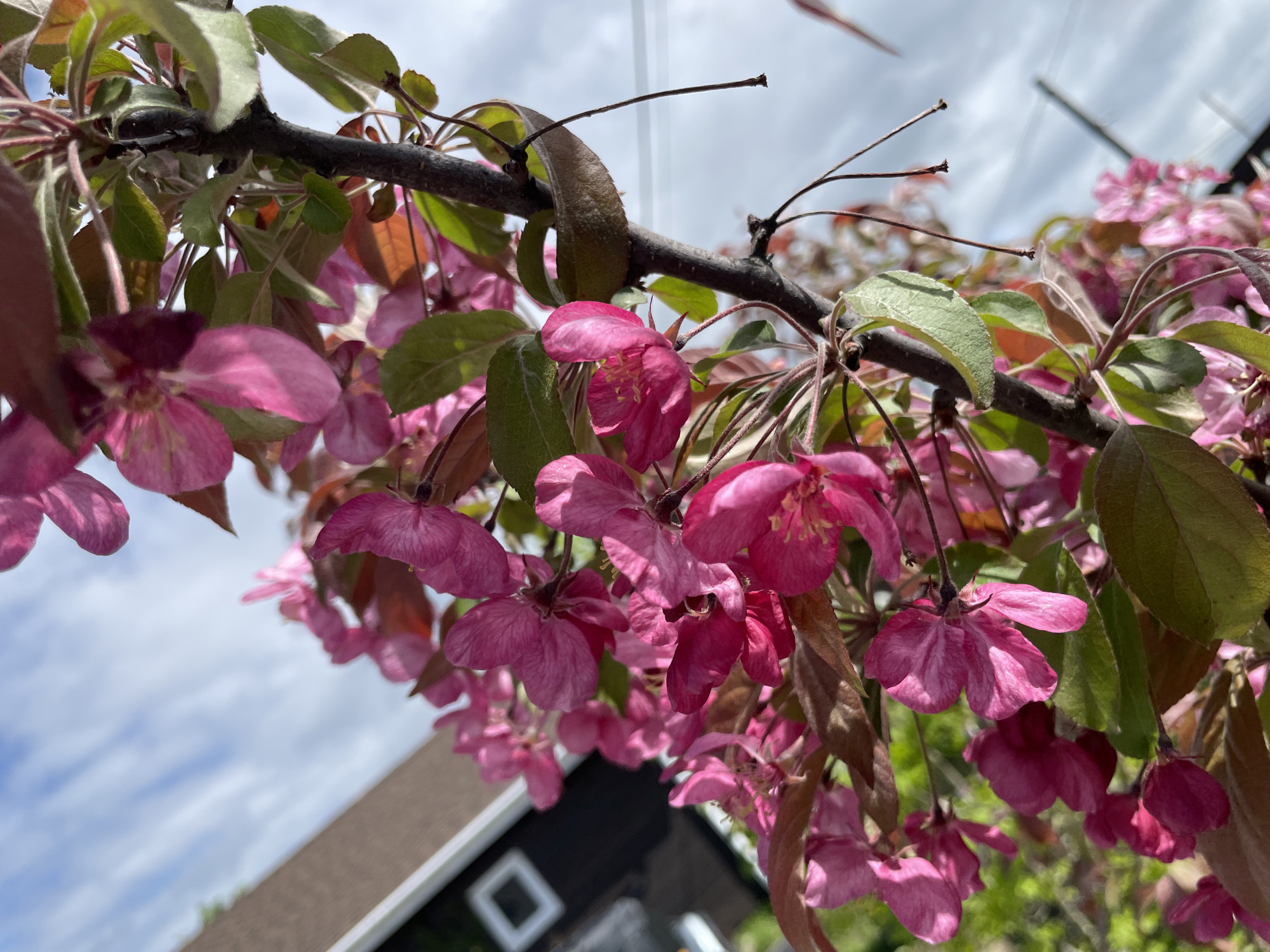 A low-angle shot reveals a branch adorned with bright pink flowers and green leaves. The tree canopy is set against a backdrop of a partly cloudy sky. Below the flowers, a glimpse of a house with a brown roof and a white-framed window is visible. The location, Solov'evka, Russia, cannot be confirmed as no verifiable features in the photo allow for geolocation.