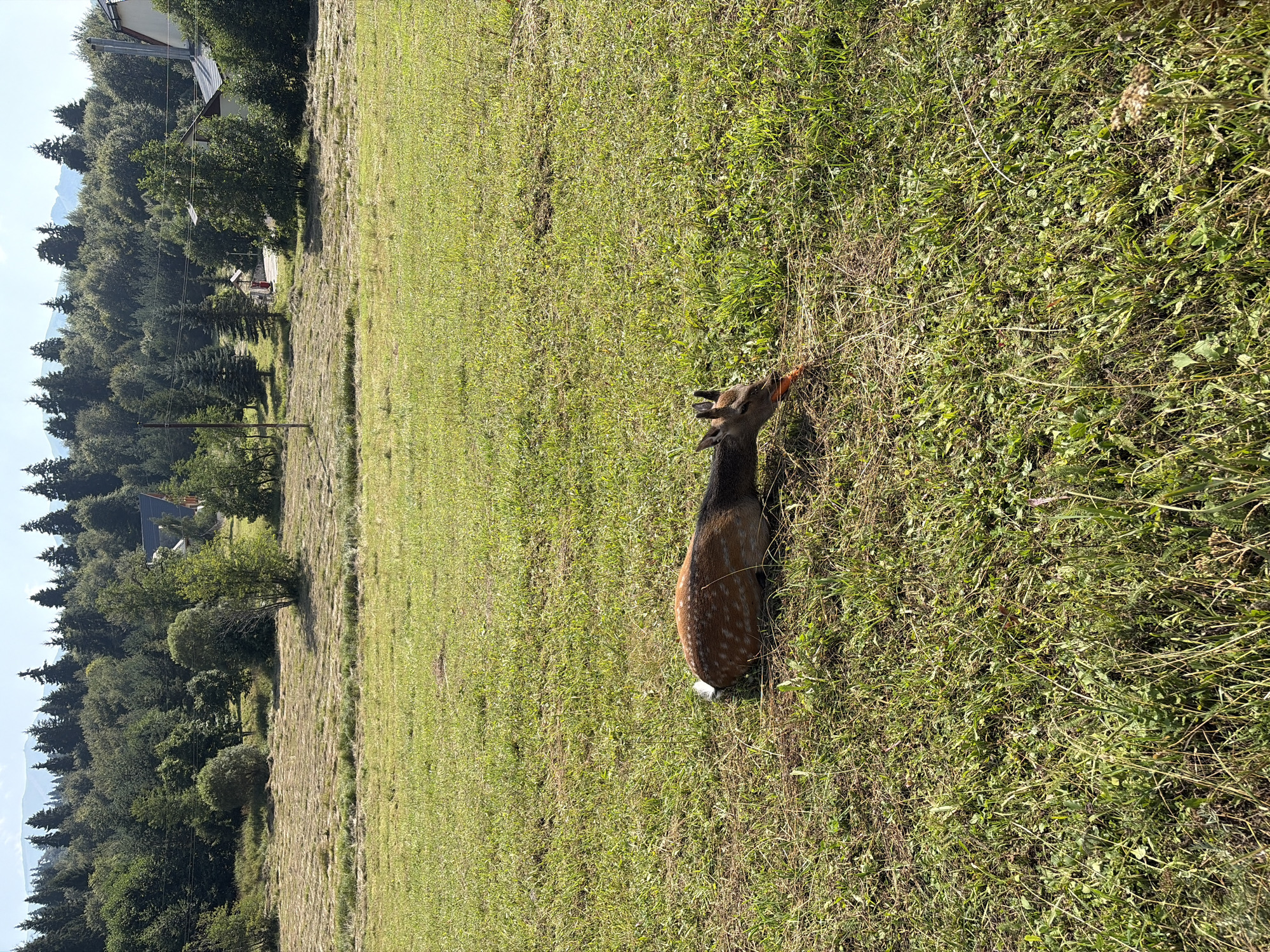 A young deer with brown fur and white spots is lying in a grassy field, eating a piece of carrot. The deer is in the foreground of the image, with a forest and mountains in the background. The scene appears to be set in a rural area, possibly in Bakuriani, Georgia, given the landscape and vegetation. The sky is clear and blue, indicating a sunny day.