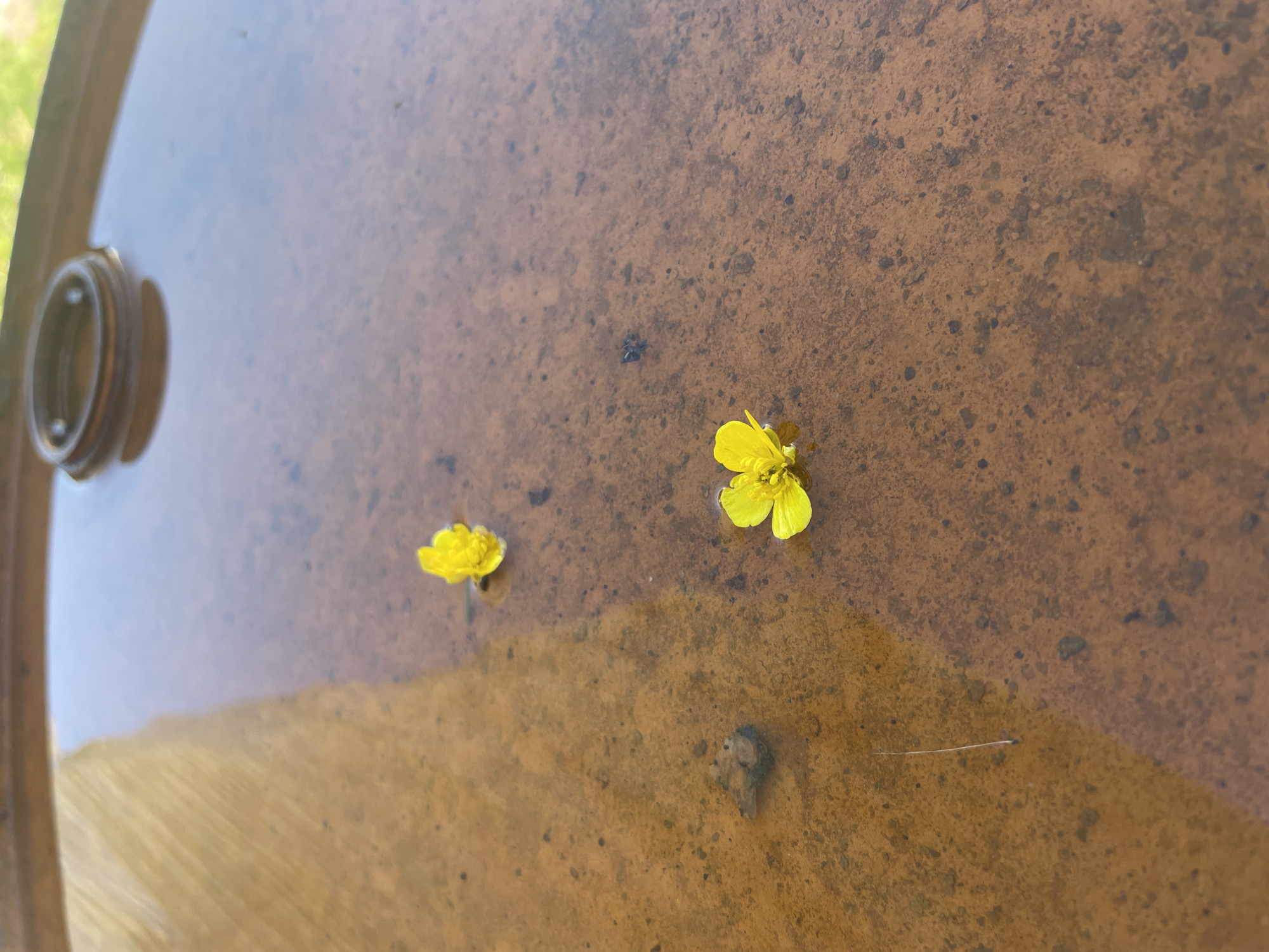Two yellow flowers float on the surface of a shallow pool of murky water. The water's surface reflects the sky and the texture of the pool's bottom is visible. The pool appears to be contained within a larger object, possibly a barrel, with a circular fixture visible at the top edge of the frame. A thin, light-colored object, possibly a blade of grass, is submerged in the water near the bottom left of the frame. The scene is set in an outdoor environment. The location is the village of Terremolovo, Russia.