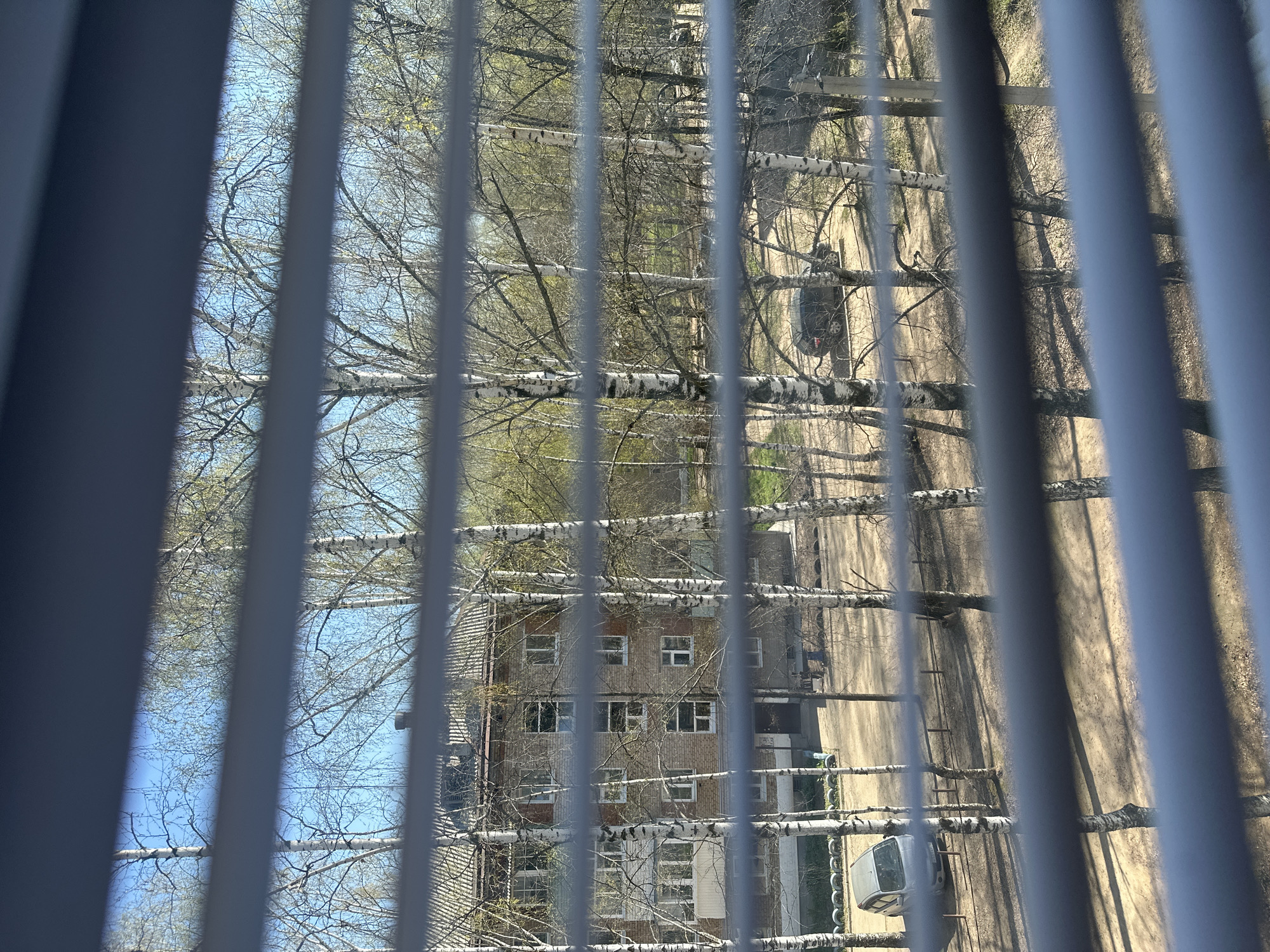 View through vertical blinds. Outside, a building with multiple windows is visible, surrounded by birch trees. A path runs adjacent to the building. A parked silver car is visible near the bottom right. The sky is light blue.