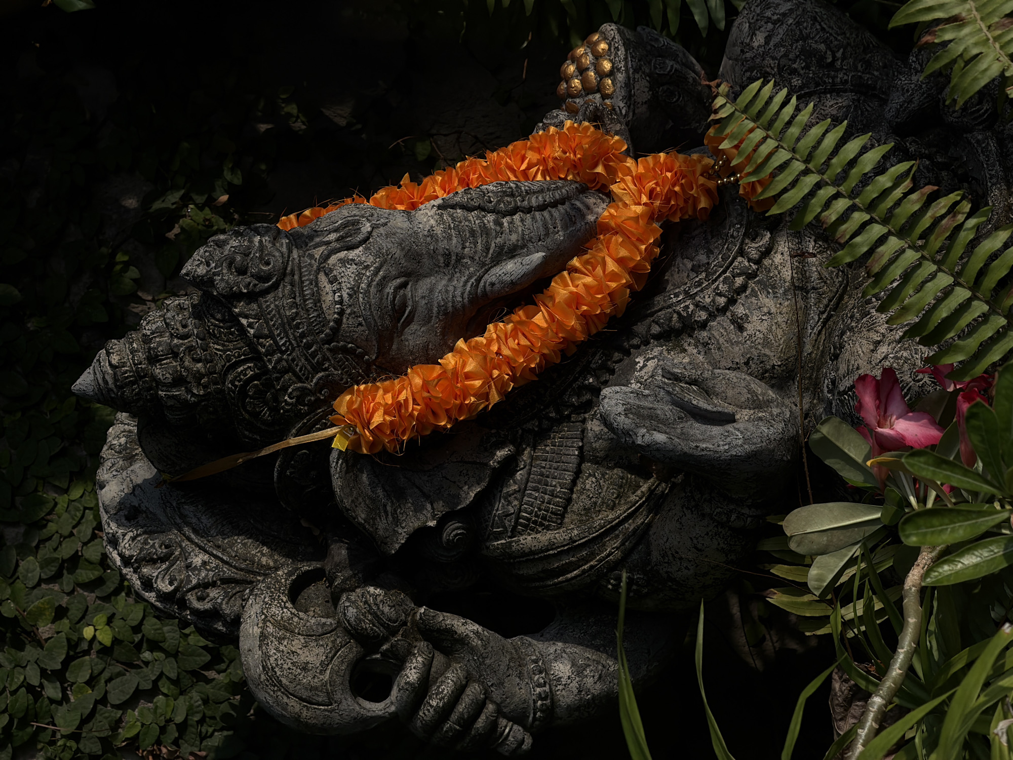 This close-up image features a weathered stone statue, likely depicting a deity or mythical creature, set within a lush, dark green tropical environment. The statue is intricately carved, displaying details of what appears to be an elephant-like trunk on its left side and ornate patterns across its body. Gold-colored, rounded embellishments adorn the statue's head, which is partially obscured by foliage and the orange garland.
A prominent, vibrant orange garland, seemingly crafted from many small fabric or paper flowers, is draped across the statue's shoulders and chest, providing a striking contrast against the dark, textured stone. The statue's surface shows signs of age and natural wear, with varying shades of grey and hints of green moss or patina.
Surrounding the statue is dense, dark green foliage. Large fern fronds extend from the upper right, partially covering the statue. Other broad-leafed plants and smaller, climbing vines (possibly fig creeper or similar) create a rich, natural backdrop and foreground elements. On the far right, a vivid pink flower, possibly a desert rose, with its associated green leaves, adds another splash of color.
The lighting is characterized by deep shadows, with shafts of sunlight illuminating specific areas of the statue, the orange garland, and some of the surrounding leaves. This dramatic lighting creates a serene and somewhat mystical atmosphere, suggesting the statue is situated in a shaded outdoor setting, possibly a garden or temple grounds. The presence of the garland implies reverence or an offering. There is no visible text. The scene is consistent with the cultural and natural landscapes found in North Kuta, Indonesia.