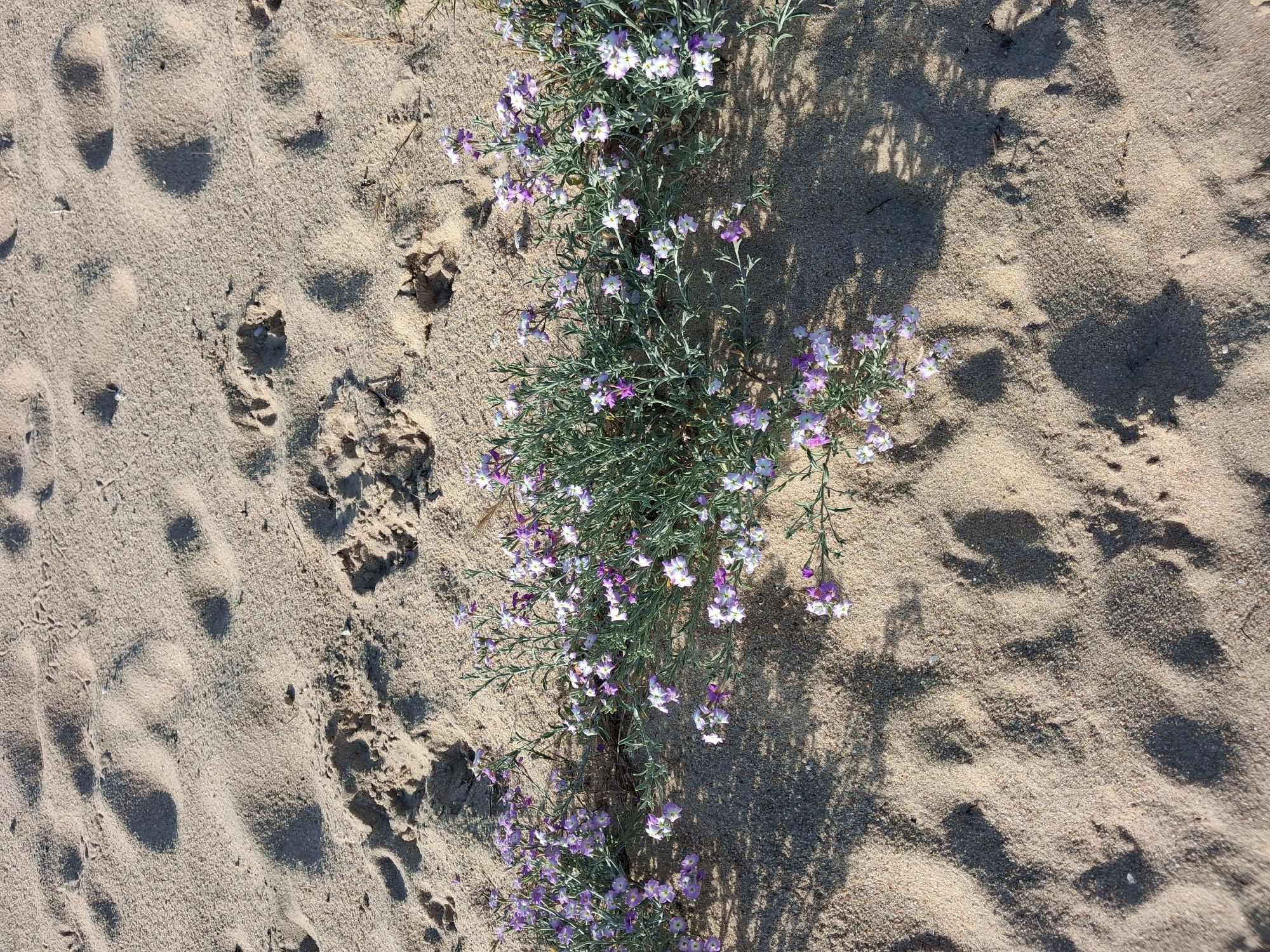 The image shows a patch of flowering plants growing in sand, possibly on a beach. The plants have grey-green foliage and small, lavender-colored flowers. There are human footprints in the sand to the left of the plant patch. The right side of the image is lighter, possibly due to sunlight exposure. Figueira da Foz, Portugal is not directly identifiable in the image, but this is the alleged location.