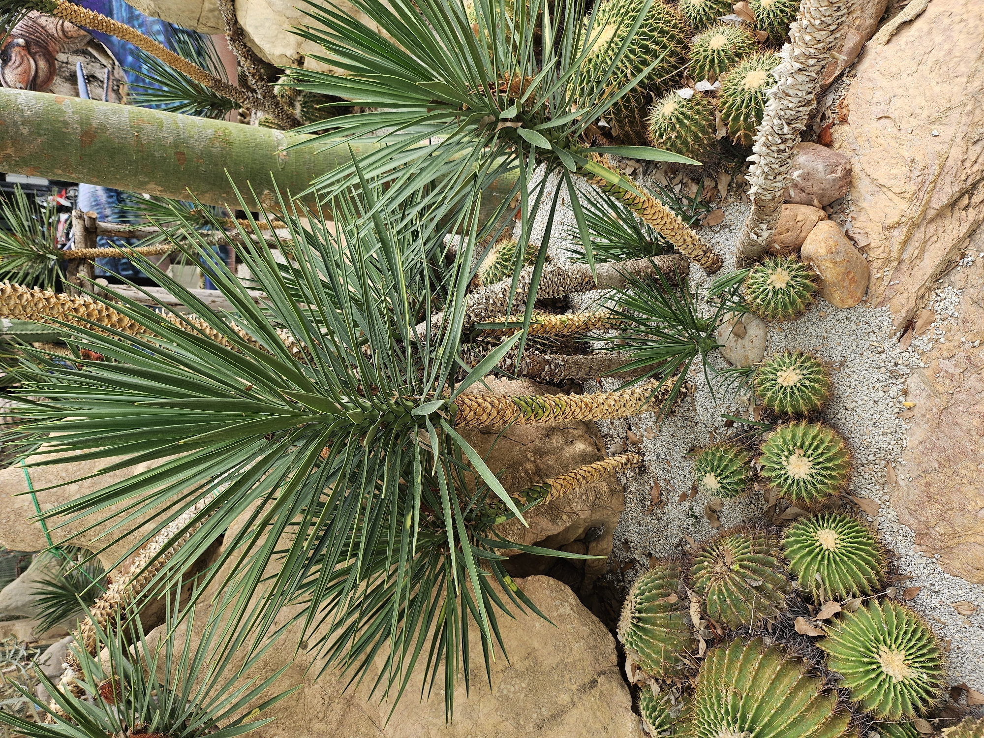 This is a top-down, eye-level shot of a desert garden landscape, likely at the Nong Nooch Tropical Botanical Garden in Tambon Na Chom Thian, Thailand. The foreground is dominated by various species of cacti, including large, golden barrel cacti and smaller, ribbed varieties, all with prominent spines. They are arranged on a bed of fine white gravel, interspersed with fallen leaves and a few small, brown-orange rocks. In the mid-ground, several Yucca-like plants with long, spiky green leaves emerge from rough, fibrous brown stalks. A large, smooth green palm trunk stands vertically in the center of the frame. The background is a mix of large, rough-textured beige rocks, more of the Yucca plants, and a colorful mural depicting a dinosaur. The lighting is natural and appears to be overcast, creating soft shadows. There are no people or animals visible in the image.