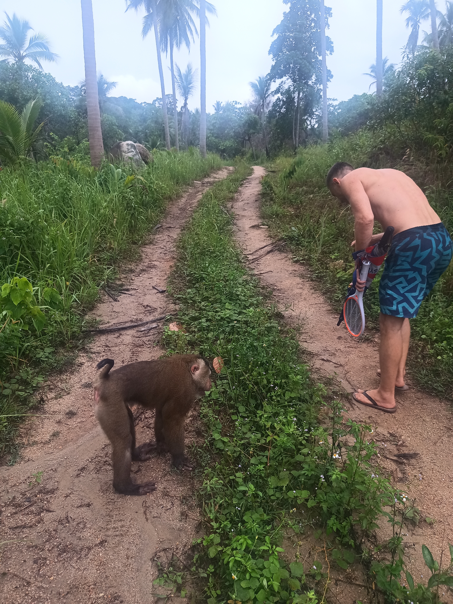 The image shows a sandy, dirt path in Baan Thong Nang, Thailand, bordered by lush greenery and palm trees. A brown monkey stands on the path, facing right. To the monkey's right, a shirtless man wearing blue patterned shorts and sandals is looking down at an object in his hands, which appears to be a bug zapper. The path leads into a misty area with more trees and foliage. The overall scene is outdoors and appears to be in a tropical or semi-tropical environment.