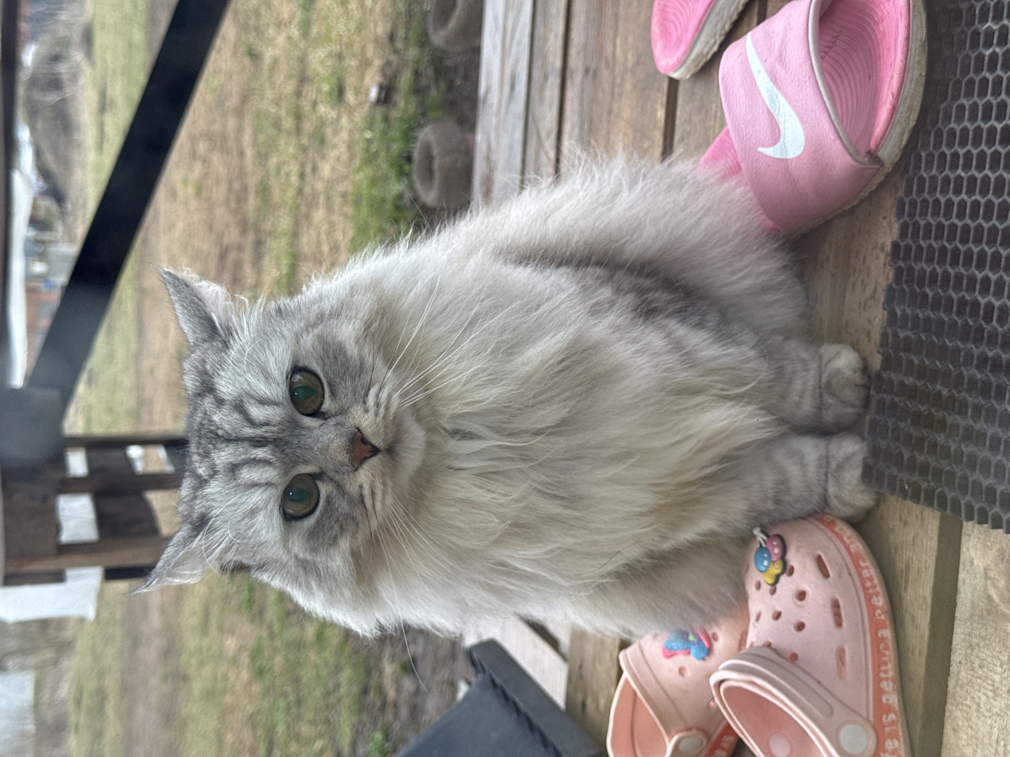 A grey and white cat is sitting on a wooden surface, next to pink sandals. The cat has green eyes and a fluffy coat. One sandal has a Nike logo on it, and the other sandal is a Croc with a flower decoration. The background shows a blurred outdoor scene with greenery and wooden structures. The location is Gornyi (Dvurechenskoe S/P), Russia.