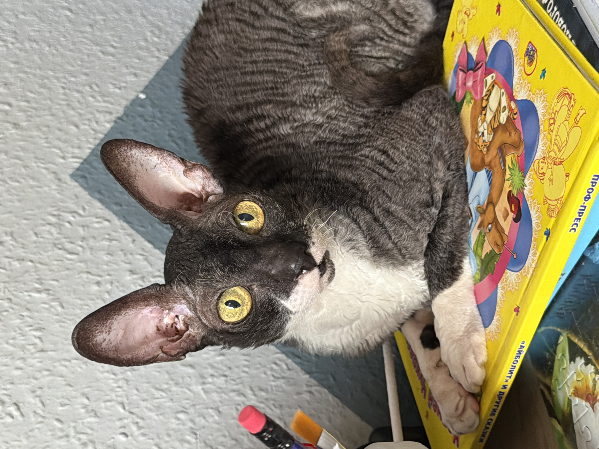 A close-up, eye-level, vertical shot shows a black and white Cornish Rex cat with bright yellow eyes, sitting on top of a yellow children's book with cartoon illustrations. The cat has a distinct wavy coat, large ears, and is looking directly at the camera. The background consists of a textured light gray wall with a blue, angled shadow. To the left of the cat, a few art supplies, including pencils with a pink eraser and an orange brush, are visible. The cat's front paws are resting on the book, which has Russian text printed on its spine and cover. The cat is positioned on a surface that appears to be a table or shelf. The environment suggests an indoor setting, possibly a home or studio, with a focus on the cat and its immediate surroundings. The lighting is natural, creating shadows that add depth to the scene. There are no people present in the image. The image does not contain any information that would indicate its location in Yekaterinburg, Russia.