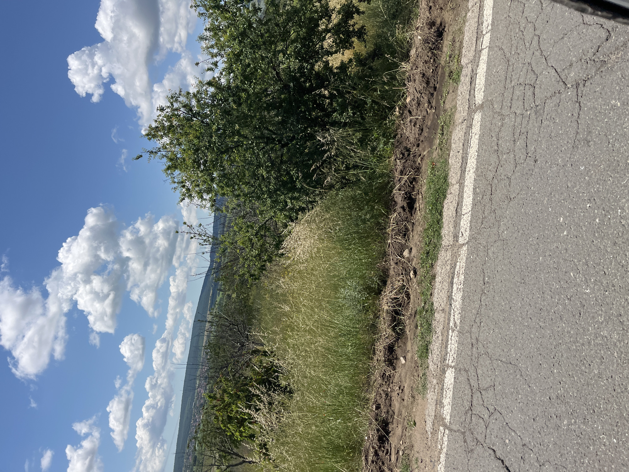 This is a medium-shot, eye-level, outdoor photograph taken on a bright, sunny day with scattered white clouds against a blue sky. The foreground consists of a cracked asphalt road with a white line marking the edge, suggesting it is a rural road or a less-trafficked area. To the right of the road, a slightly raised embankment is visible, covered with dry grass, soil, and a few small rocks.
Beyond the embankment, the midground is dominated by lush green vegetation, including tall grasses and a large, leafy tree with dark green foliage. The background shows a rolling landscape with more trees and some structures that could be part of a village or town, faintly visible in the distance. The overall scene depicts a natural, somewhat unkempt environment, likely on the outskirts of the city of Prosenik, Bulgaria. There are no people or animals present in the frame, and no discernible actions or interactions are occurring.