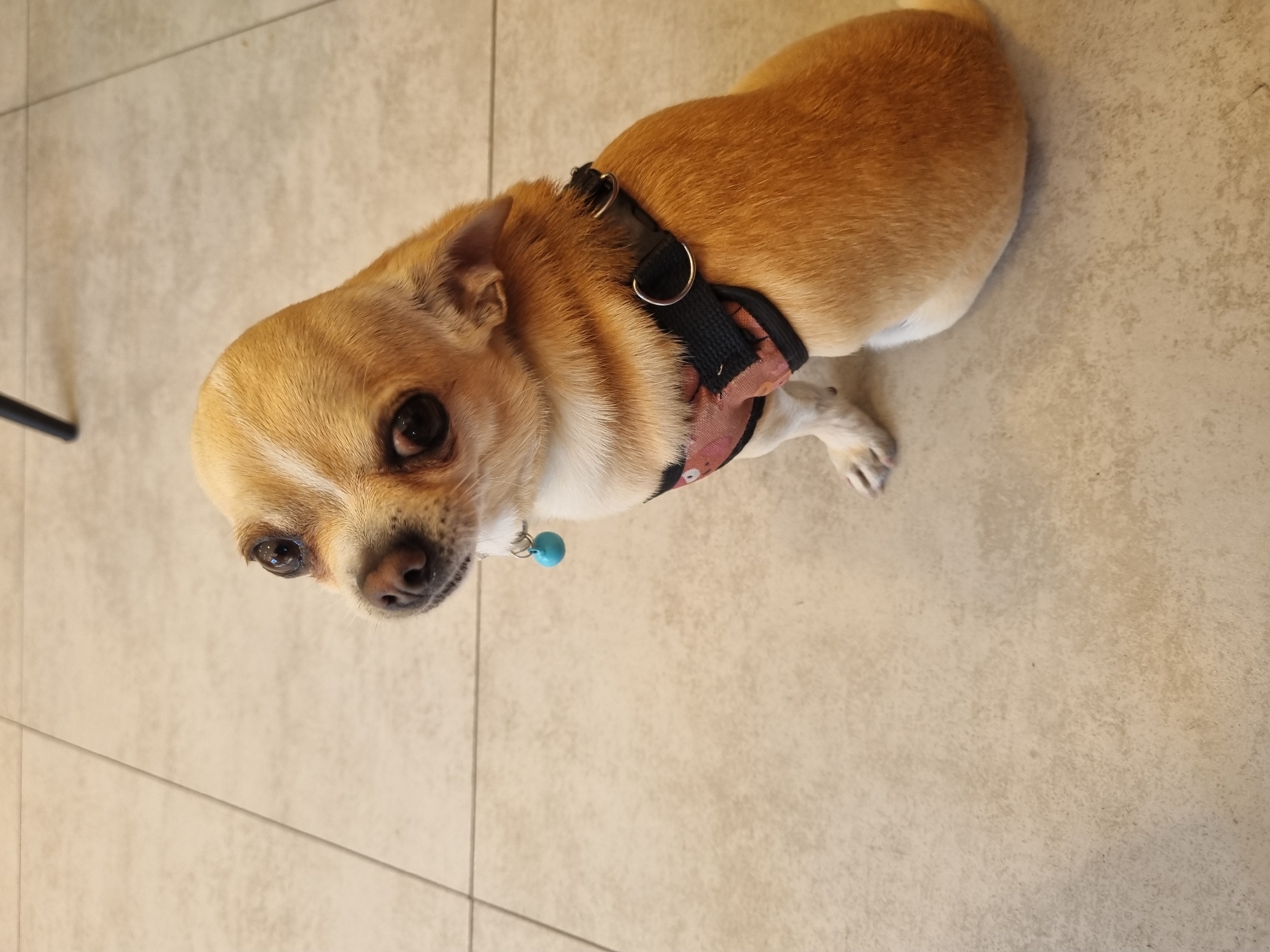 A tan chihuahua with a black and pink harness and a turquoise bell on its collar is positioned on a light-colored tiled floor. The dog is looking upwards toward the camera. The background consists solely of the tiled floor. The location is not discernible from the image.