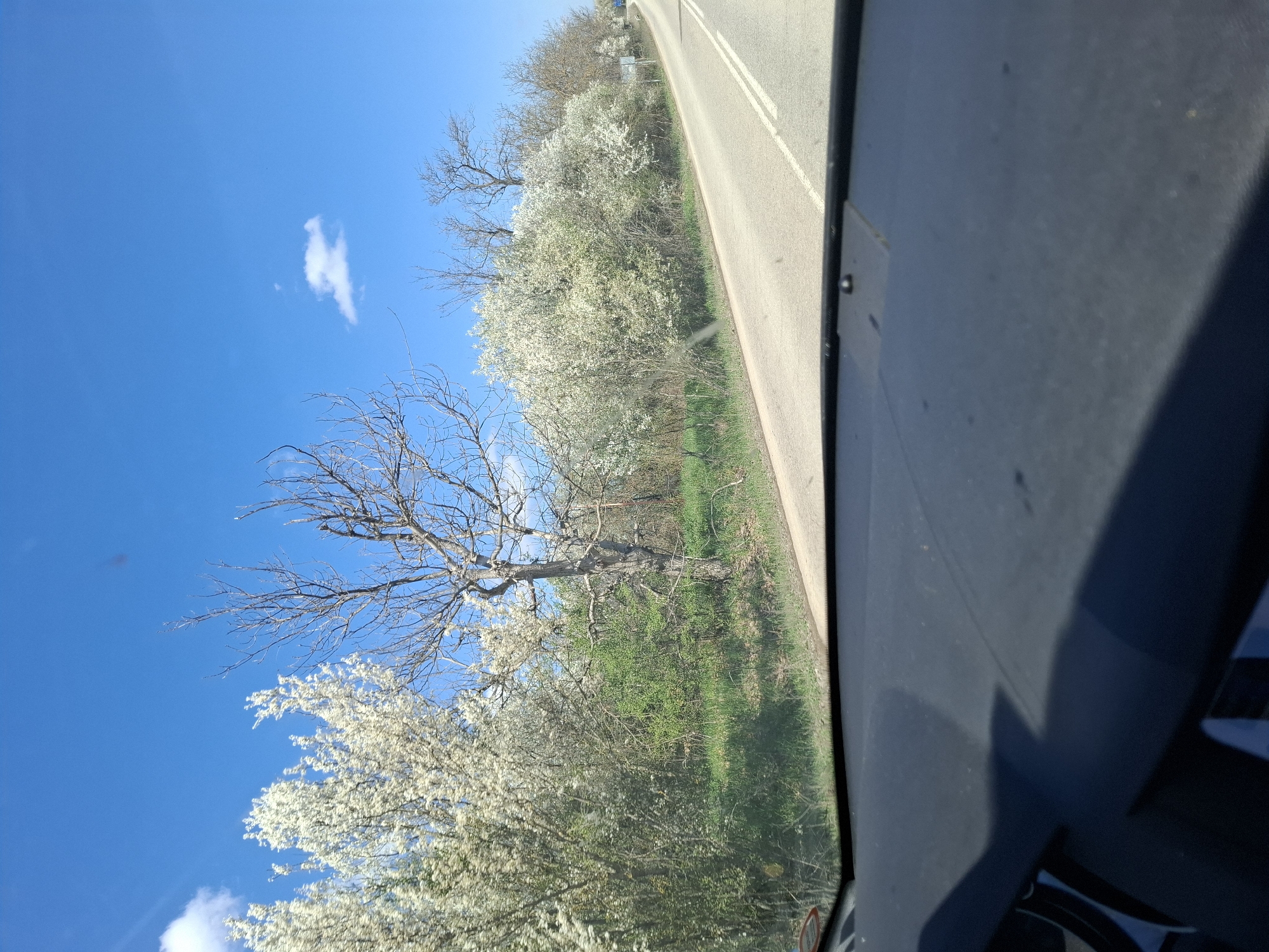 The view from inside a moving vehicle captures a sunny day on a road in Brusartsi, Bulgaria. The sky is clear blue with a few small, scattered clouds. Along the roadside, there are trees with white blossoms, along with some leafless trees and green grass. The road itself has a white double line marking. The right side of the image is dominated by the car's interior, specifically the dashboard and part of the windshield, suggesting the perspective of the driver or front passenger.