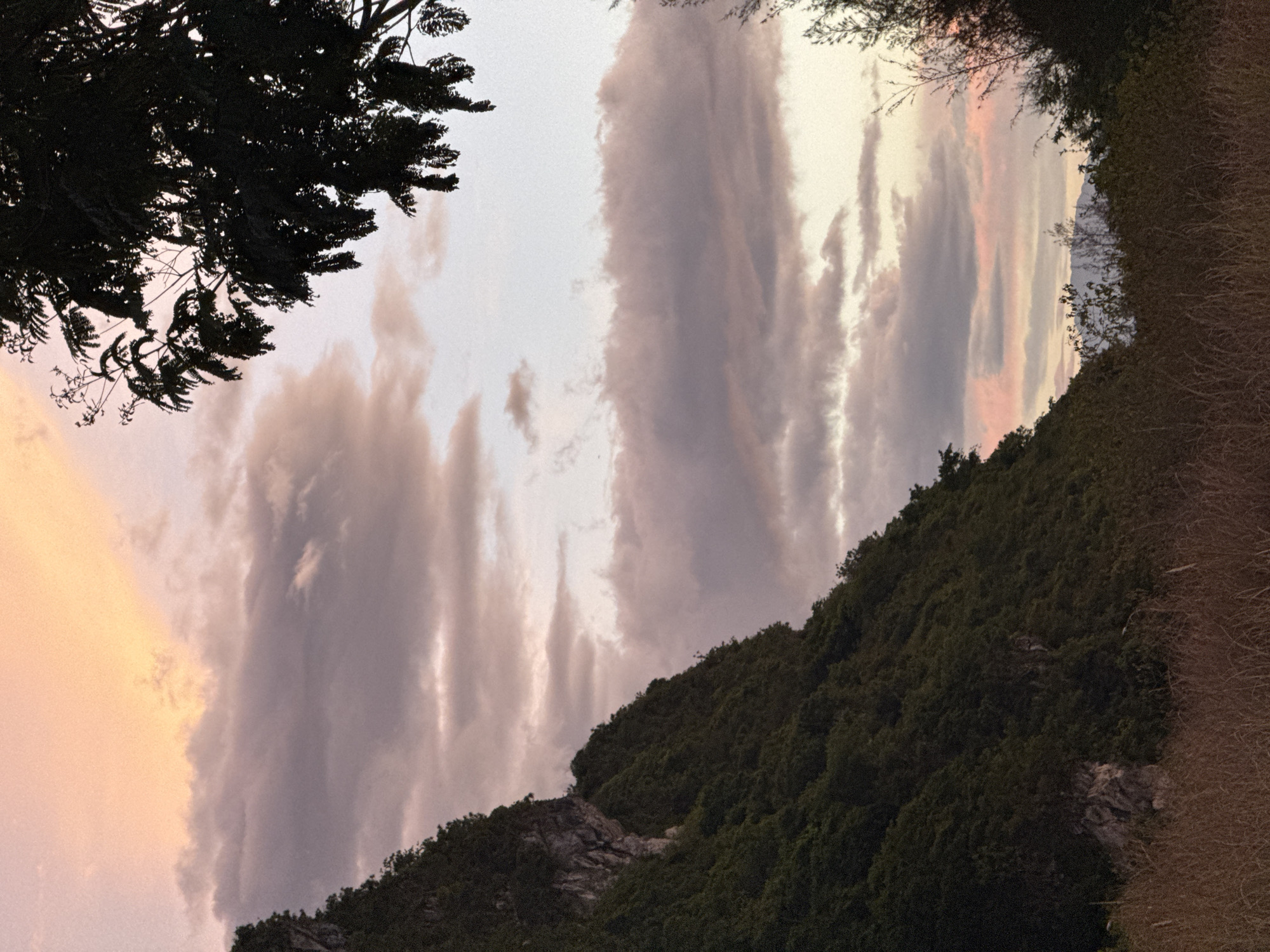 The image captures a natural landscape at either sunrise or sunset, dominated by a vibrant sky and a steep, heavily vegetated mountain. The upper two-thirds of the frame are filled with a sky displaying a gradient of warm colors, ranging from a bright orange-pink in the upper left to softer pinks, purples, and pale blues towards the right. Numerous scattered clouds, primarily stratocumulus, are present, reflecting these hues.
A large, dark green mountain slope occupies the left side of the image, extending from the bottom to the top edge. The mountain is densely covered in trees and foliage, with visible patches of lighter grey rock faces breaking through the vegetation, particularly in the upper left section.
The foreground consists of dry, brownish-orange grasses and some darker, bushier plants along the bottom edge. On the far upper right, a portion of a silhouetted tree with visible leaves, likely a broadleaf species, extends into the frame. Additional dark, bushy vegetation frames the lower right side, partially obscuring the distant view. Through the opening created by the foreground and right-side vegetation, a faint, distant mountain range or hills are discernible on the horizon, silhouetted against the colorful sky.
No human figures, animals, or man-made structures are clearly visible. The scene's topography, with a prominent forested mountain and distant ranges, is consistent with landscapes found in the coastal and mountainous regions of **Đà Nẵng, Vietnam**, particularly resembling views of the **Sơn Trà Peninsula** and its surrounding areas.
