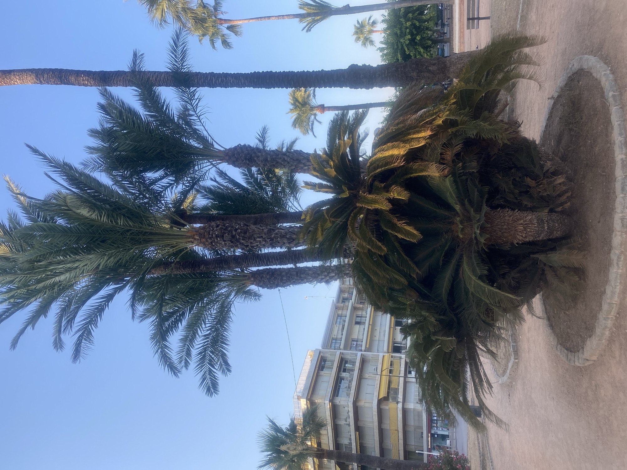 The image shows a street scene in Antibes, France. In the foreground, there is a large, bushy palm tree, also known as a cycad, surrounded by a low stone border. Behind the cycad, several tall palm trees reach towards a clear blue sky. To the left of the palm trees, a multi-story building with balconies and yellow awnings is visible. The ground is covered in light brown gravel. In the middle ground, there are more palm trees and some benches. The overall impression is that of a sunny day in a Mediterranean coastal town.