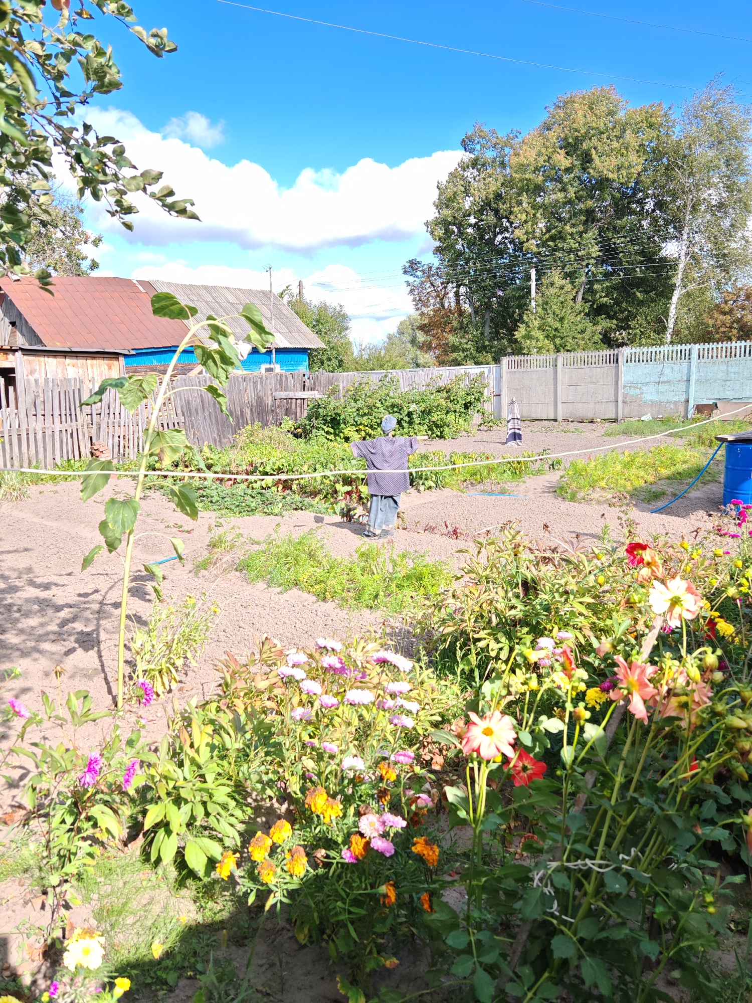 This image depicts a rural backyard scene under a bright blue sky with scattered white clouds. In the foreground, a garden bed is filled with a variety of blooming flowers, including pink, white, orange, and yellow dahlias and asters. A tall sunflower stalk stands to the left, leaning slightly. In the middle ground, a scarecrow dressed in a blue shirt and gray pants stands in a vegetable patch, facing away from the viewer. Behind the scarecrow, a wooden fence separates the garden from a property with a weathered wooden house with a brown roof and a blue-sided building. Beyond the fence, a light blue, slatted fence encloses a larger area, with trees and foliage visible in the background. A blue barrel with a hose attached is situated to the right of the scarecrow. The overall impression is that of a well-tended, working garden in a village setting.
