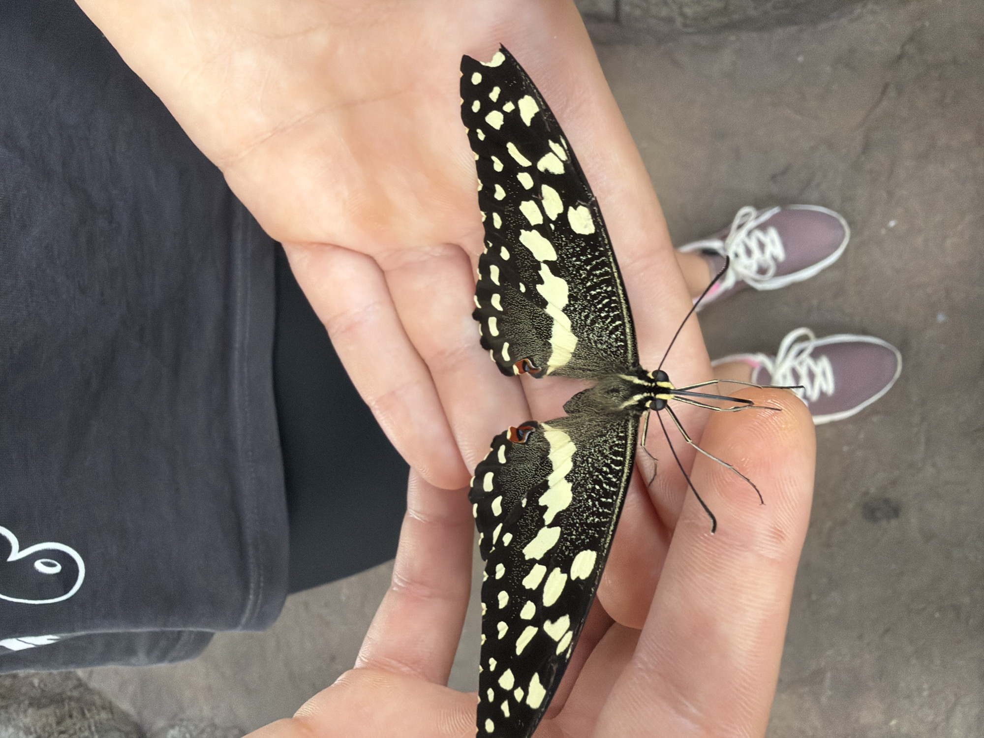 A butterfly with black wings dotted with pale yellow markings rests on two human hands. The butterfly's body is black and yellow. The hands are cupped together, holding the butterfly gently. The person holding the butterfly is wearing a dark gray t-shirt with a white graphic on the left side of the chest and black leggings. They are also wearing purple sneakers with white laces. The scene appears to be outdoors, with a cobblestone-like ground visible. The location is not specified in the image, and therefore cannot be determined to be Plovdiv, Bulgaria.