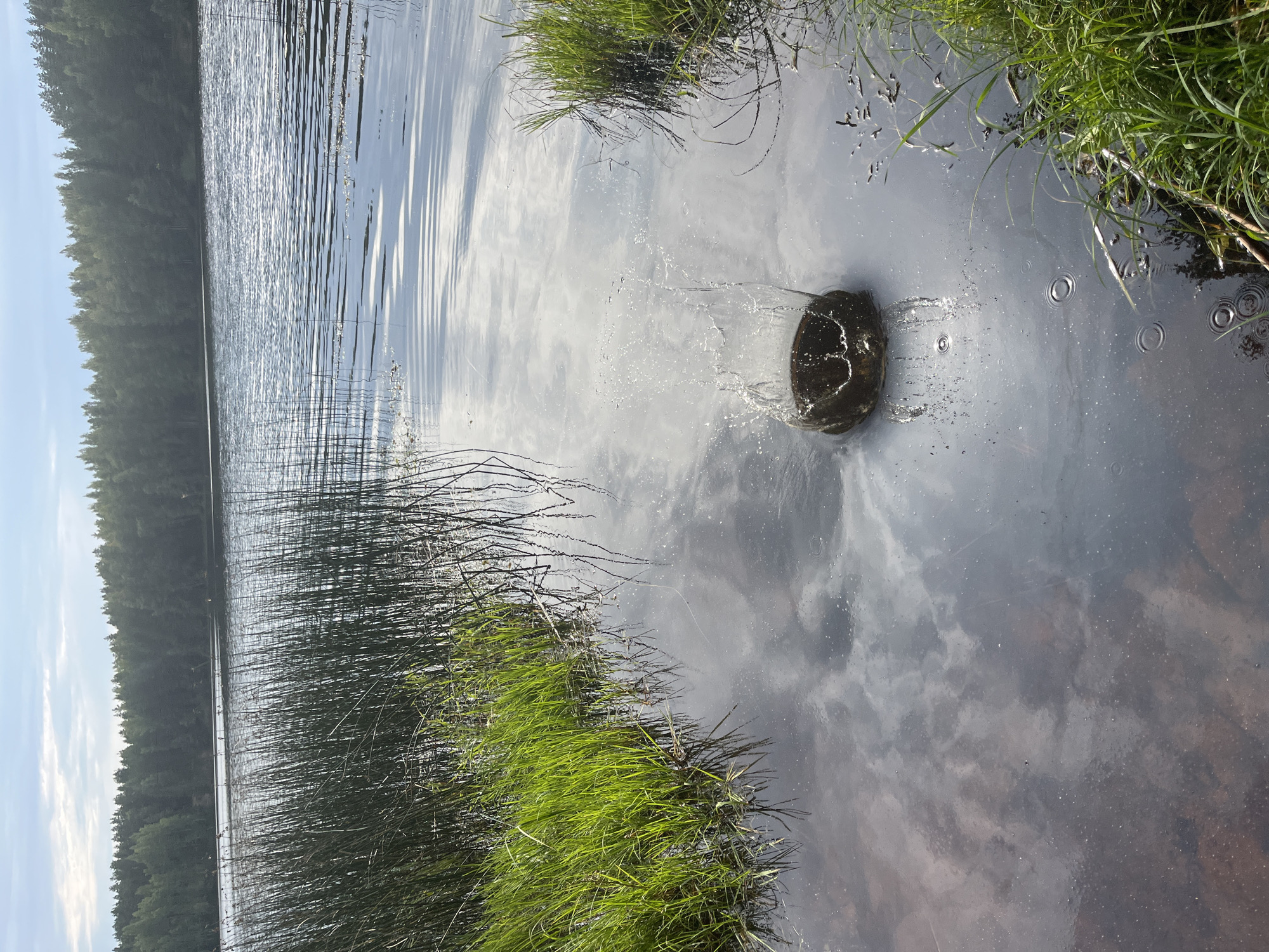 A stone has just been dropped into the dark water of a lake, creating a dramatic splash and ripple effect. The foreground is dominated by the disturbed water and some green reeds and grass growing along the bank. In the background, a dense forest of green trees lines the opposite shore of the lake, and a pale blue sky with wispy clouds stretches overhead. The scene is set in the city of Pillapalu, Estonia.