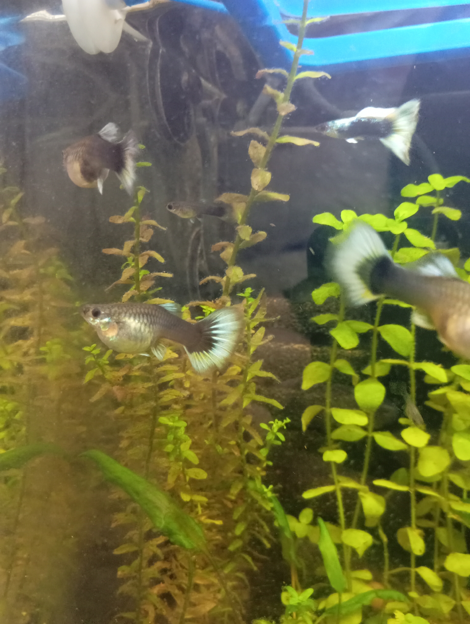 This image displays an underwater scene within a freshwater aquarium, featuring several guppies and aquatic plants. The setting is likely indoors, with the provided context suggesting it could be in Krasnodar, Russia.
The primary subject is a noticeably pregnant female guppy positioned in the center-left. She has a silver-grey body with iridescent scales and a prominent black caudal fin bordered by a white margin. Her abdomen is distended, clearly showing a gravid spot, indicating her advanced state of pregnancy.
Towards the top-right, another guppy, likely a male, swims with a dark body and a large, white, fan-shaped tail fin. A third guppy, blurred and partially visible in the foreground-right, also exhibits a dark body and a white-edged tail. Several smaller, less distinct fish are interspersed among the plants in the background.
The aquarium is rich with aquatic vegetation, featuring both vibrant green plants and some with a brownish coloration, possibly indicating older growth or a layer of algae. The water within the tank appears slightly cloudy, and there is visible detritus or algae accumulation on the inner surface of the glass. In the upper portion of the tank, a white opaque object and a blue plastic component are partially visible, likely parts of filtration equipment or tank fixtures. The lighting suggests artificial illumination typical for an aquarium environment. There is no visible text in the image.