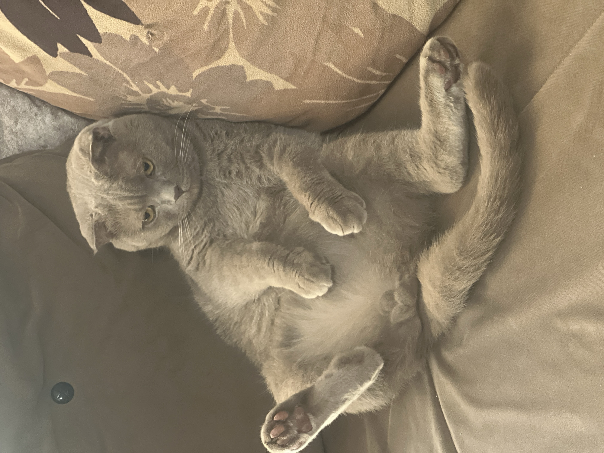 A grey Scottish Fold cat is lying on its back on a brown couch. The cat's legs are spread out and its paws are visible. It has yellow eyes and its ears are folded down. A brown and beige patterned pillow is to the right of the cat. The background is a blurred grey wall. The scene is indoors. The image does not provide any information about the location in the city of Masazir, Azerbaijan.
