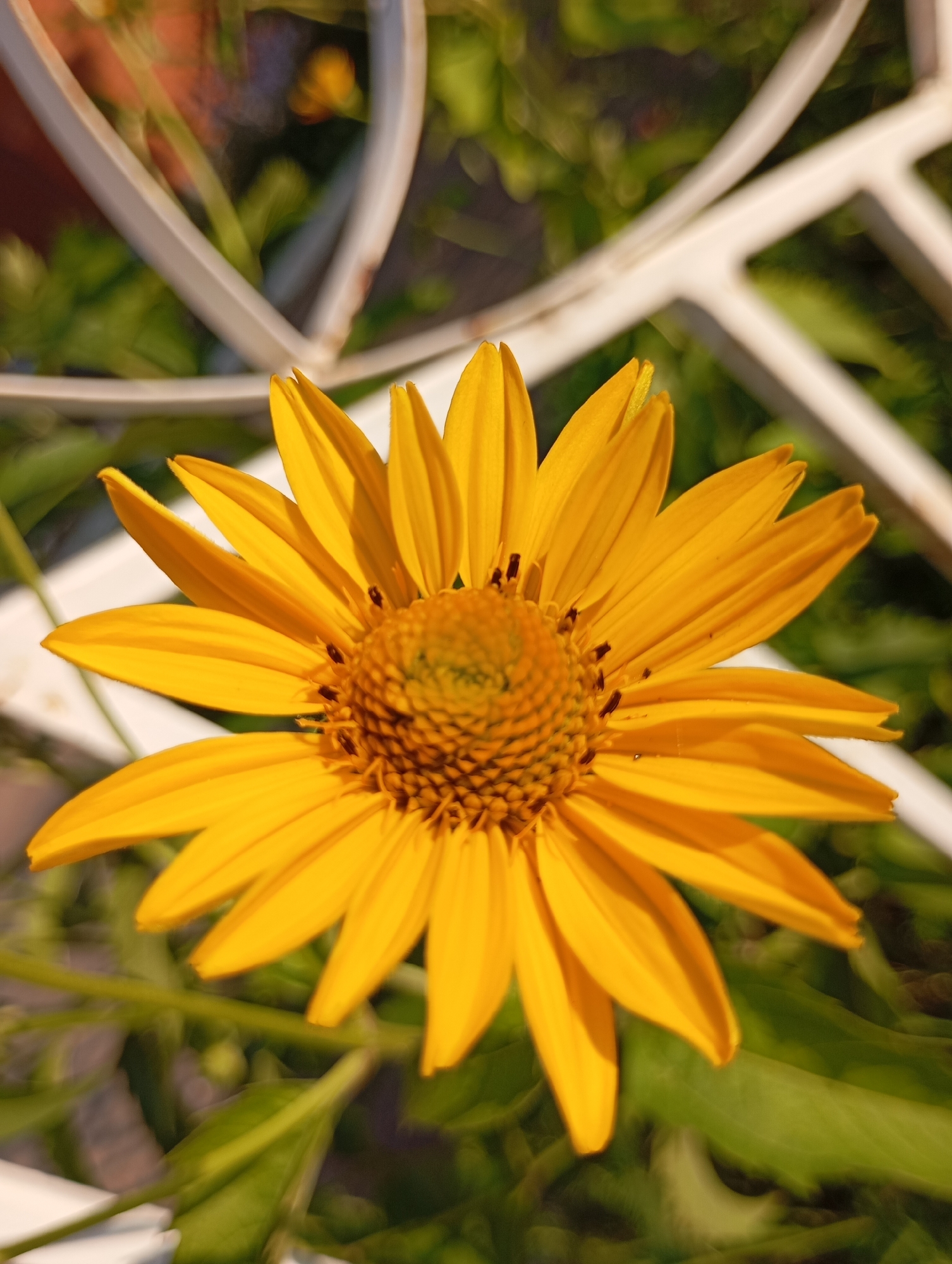 A close-up, high-angle shot captures a vibrant yellow daisy-like flower in the foreground. The flower is in full bloom, with numerous pointed petals radiating outwards from a textured, brown center. The petals have a smooth, glossy finish and are slightly curved, giving the flower a dynamic appearance.
In the background, a blurred white lattice structure forms a geometric pattern. The lattice is partly obscured by the flower and appears to be part of a garden fence or decorative element. Beyond the lattice, lush green foliage and hints of other yellow flowers are visible, all rendered out of focus, creating a soft bokeh effect. The lighting suggests it is daytime, with natural light illuminating the scene and casting subtle shadows. There are no people or animals present in the image.
The image was taken in the city of Fokino, Russia. The overall impression is one of natural beauty and the simple elegance of a garden in bloom.