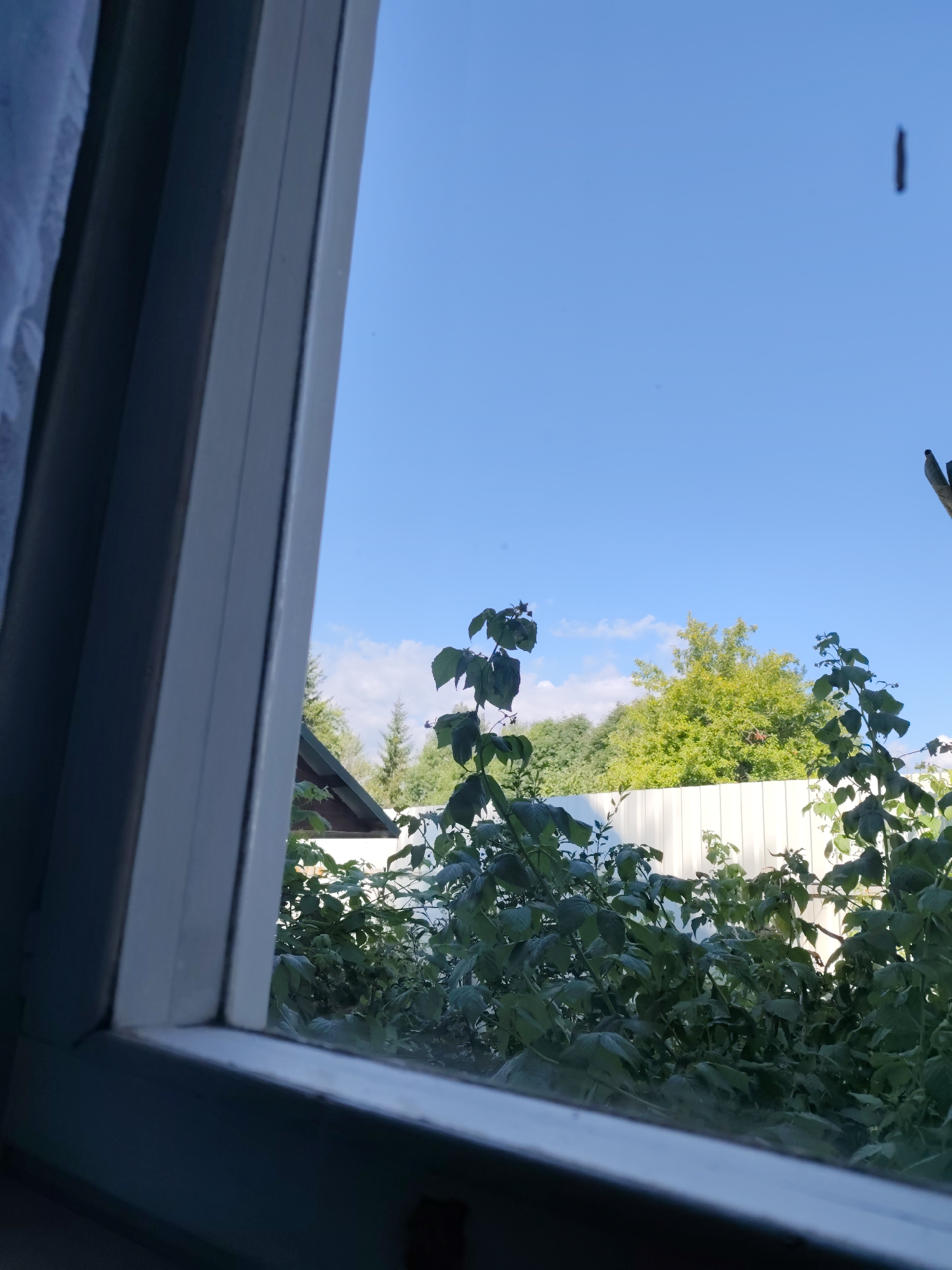 An outdoor scene, viewed through a window, depicts a clear blue sky above a white fence and lush green foliage. The window frame, a light gray color, bisects the image from the left. The foliage, appearing to be bushes and trees, dominates the lower portion of the frame. In the distance, a white fence runs horizontally, separating the greenery from the sky. A few scattered clouds are visible in the sky, and a thin, dark vertical mark is present in the upper right quadrant of the sky.