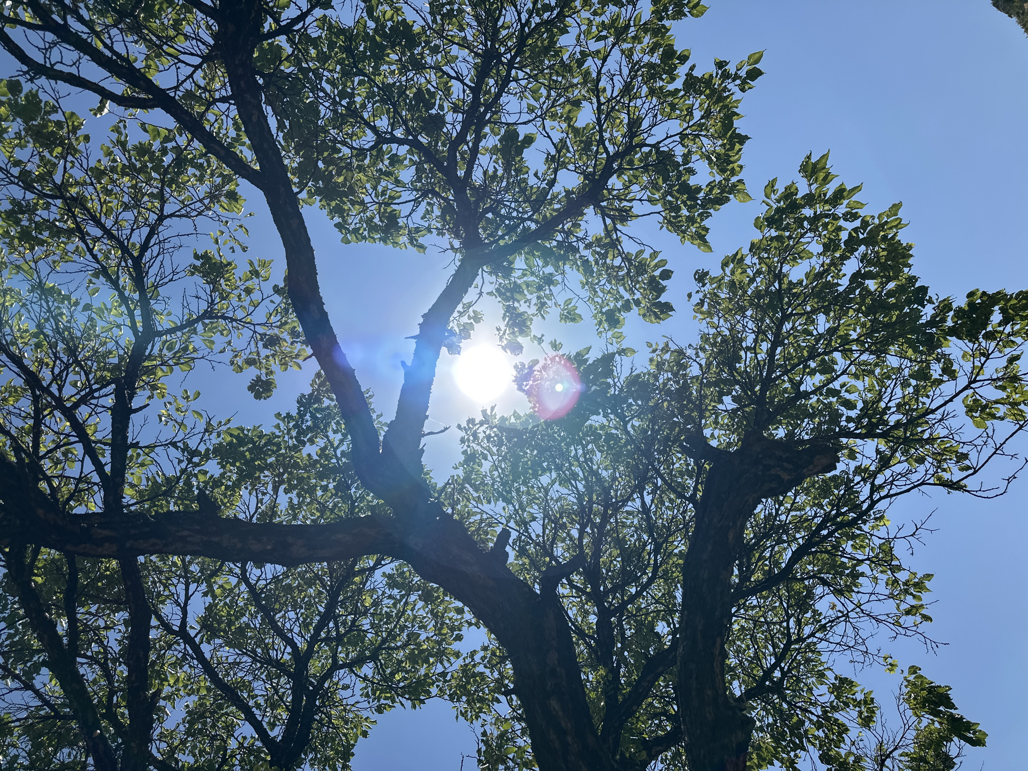 An upward-angle shot captures the canopy of a leafy tree against a clear blue sky. Sunlight filters through the leaves, creating lens flare artifacts in the center of the image. The branches of the tree are thick and gnarled, with small, green leaves dotting the limbs. The image appears to be taken in an outdoor setting, possibly a park or garden. The location in Halkapınar, Turkey is not discernible from the visual information provided in the image.