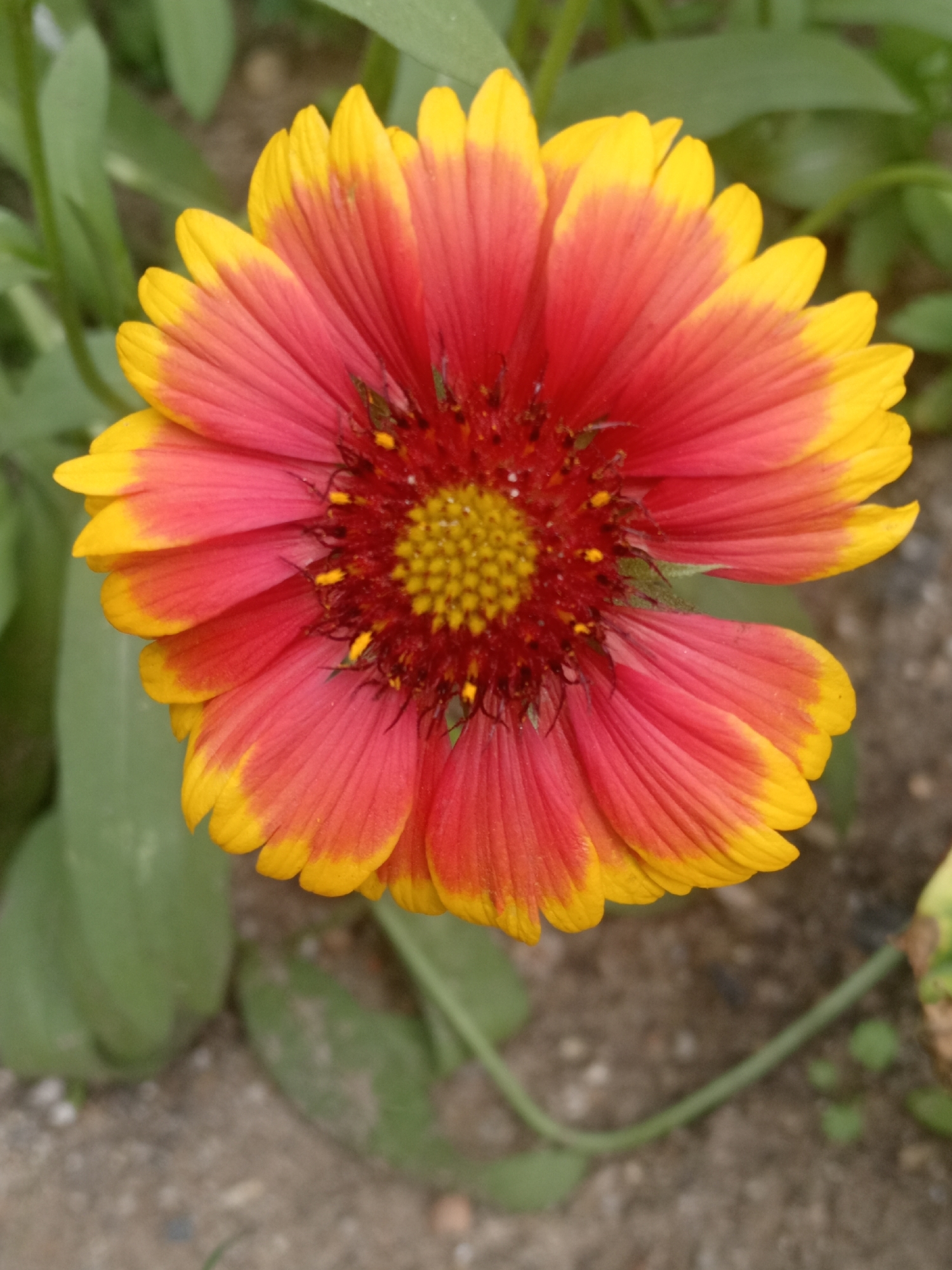 The image shows a close-up, eye-level, outdoor, portrait shot of a single, vibrant Gaillardia flower, commonly known as Blanket Flower, in bloom. The flower exhibits a striking bicolor pattern, with petals transitioning from a deep red at the center to a bright yellow at the tips. The central disc of the flower is a cluster of small, yellowish florets, surrounded by ray florets that are elegantly arranged in a radial pattern. Green foliage forms the background, slightly blurred to emphasize the flower as the primary subject. The ground beneath the flower appears to be soil and small pebbles. The overall lighting is natural and soft, highlighting the textures and colors of the flower. There is no indication of human presence or activity in the image, nor is there any specific information to place this scene in Belogorsk, Russia.