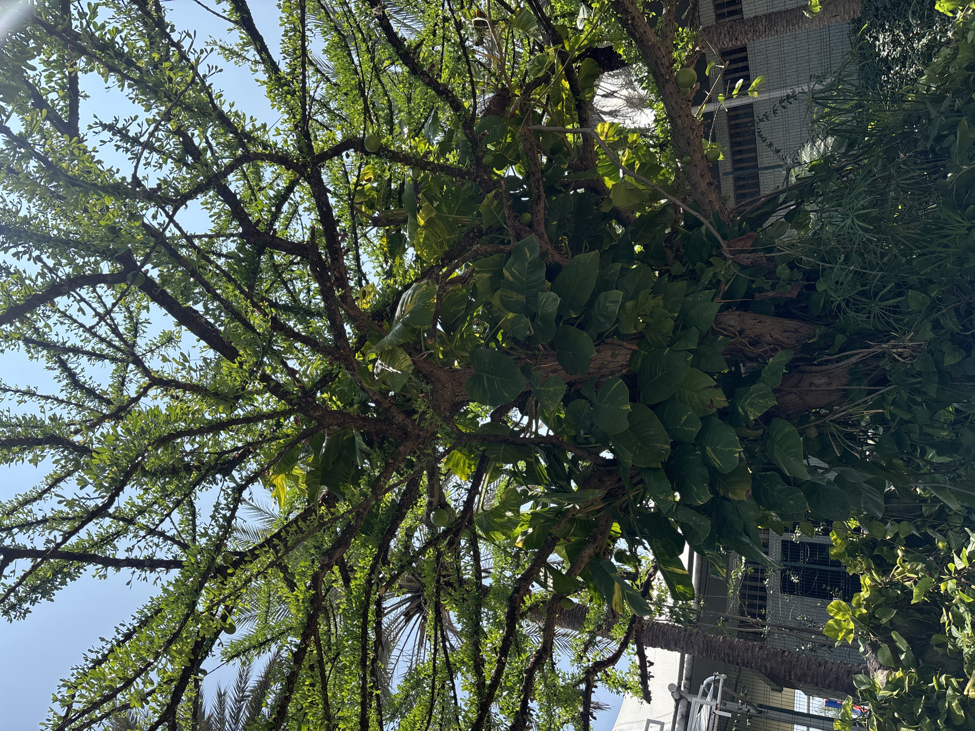 The image shows a low-angle view looking up into a large tree. The branches are thick and covered with small, light green leaves and round, green fruit. A large vine with broad, variegated leaves is growing up the tree trunk. In the background, there is a building with light-colored walls and dark windows. The location is Tehuixtla, Mexico, based on the prompt.